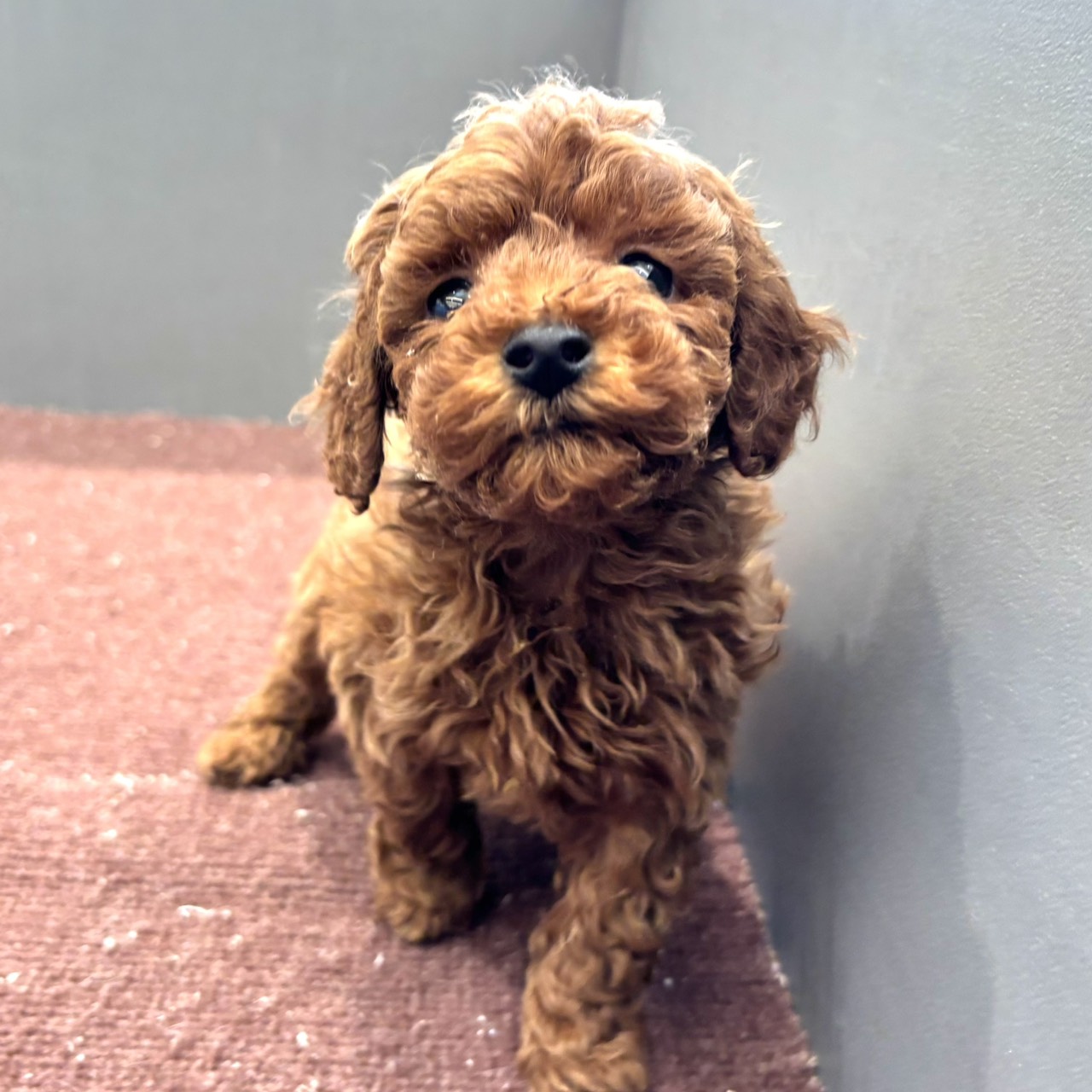 東京都のトイプードル(トイ) (犬の家＆猫の里ペットフォレスト小平店/2025年12月20日生まれ/男の子/レッドフォーン)の子犬の4枚目の画像