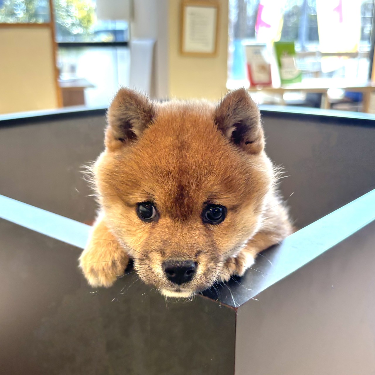 東京都の柴犬(標準サイズ) (犬の家＆猫の里ペットフォレスト小平店/2025年12月21日生まれ/男の子/赤)の子犬の4枚目の画像