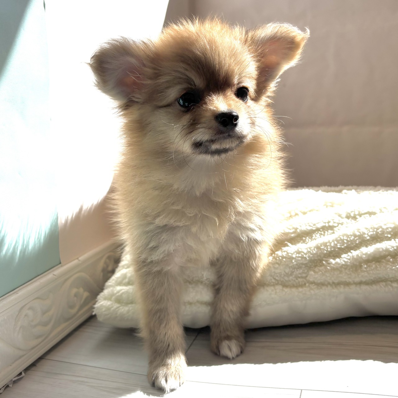 東京都のポメチワ/チワポメ/ポメチー(ポメラニアン×チワワ) (犬の家＆猫の里ペットフォレスト小平店/2025年12月18日生まれ/女の子/オレンジ)の子犬の4枚目の画像