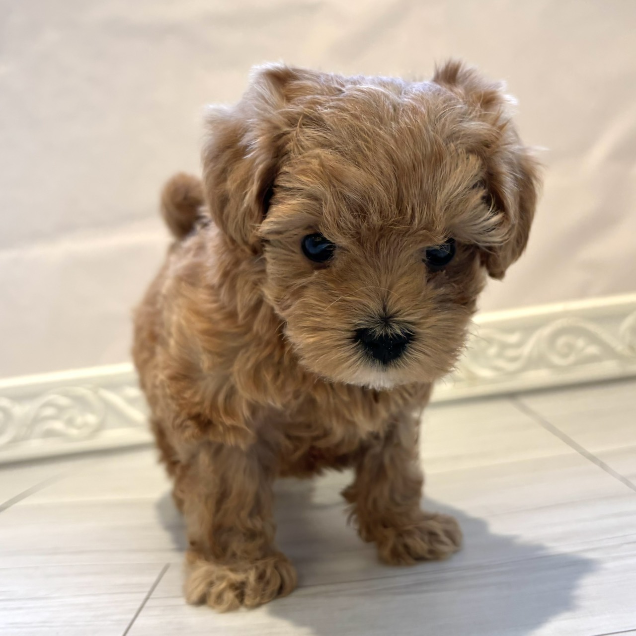 愛知県のマルプー(マルチーズ×プードル) (犬の家＆猫の里春日井本店/2025年12月22日生まれ/男の子/アプリコット)の子犬の4枚目の画像