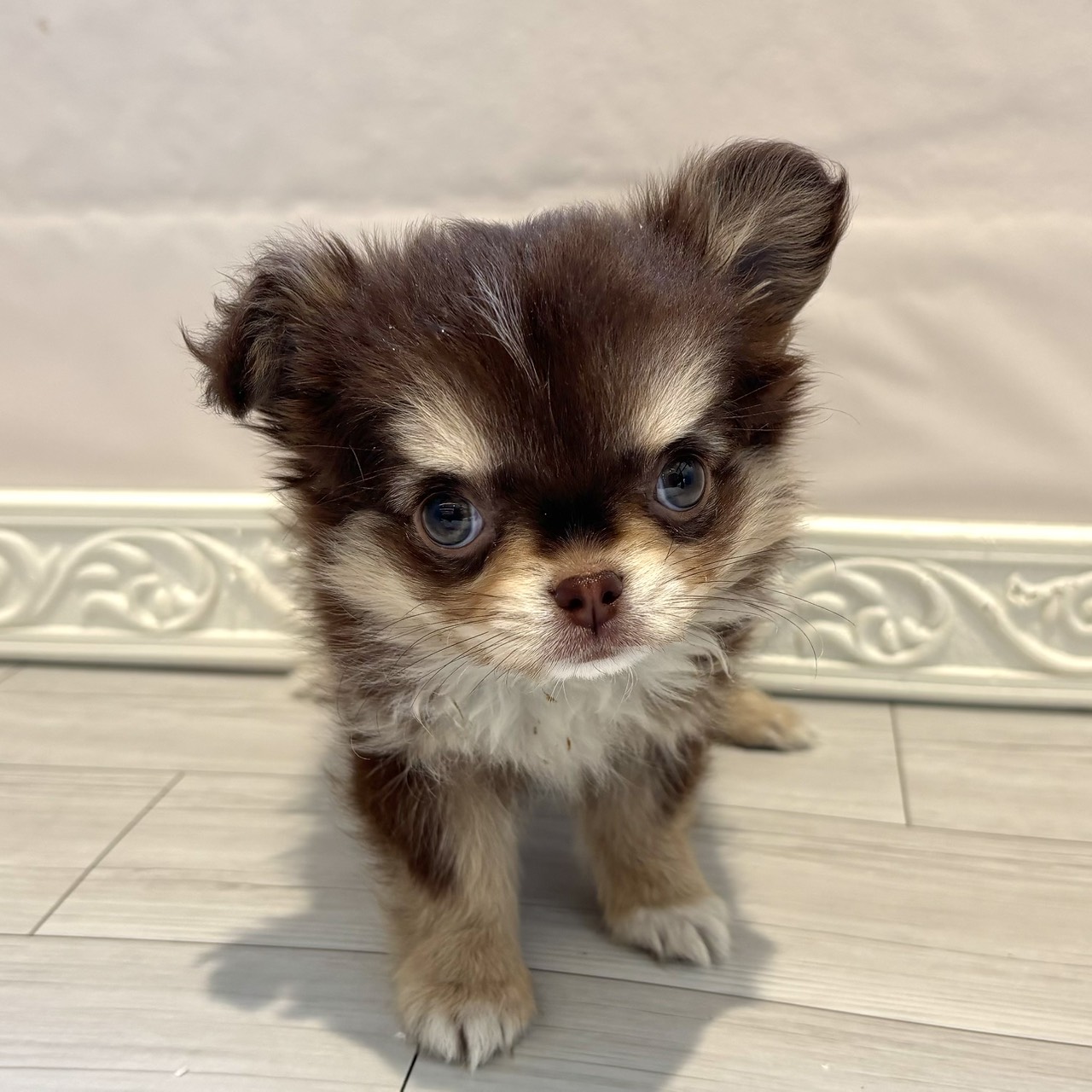 愛知県のチワワ(ロング) (犬の家＆猫の里春日井本店/2025年12月18日生まれ/女の子/チョコレートクリームホワイト)の子犬の4枚目の画像