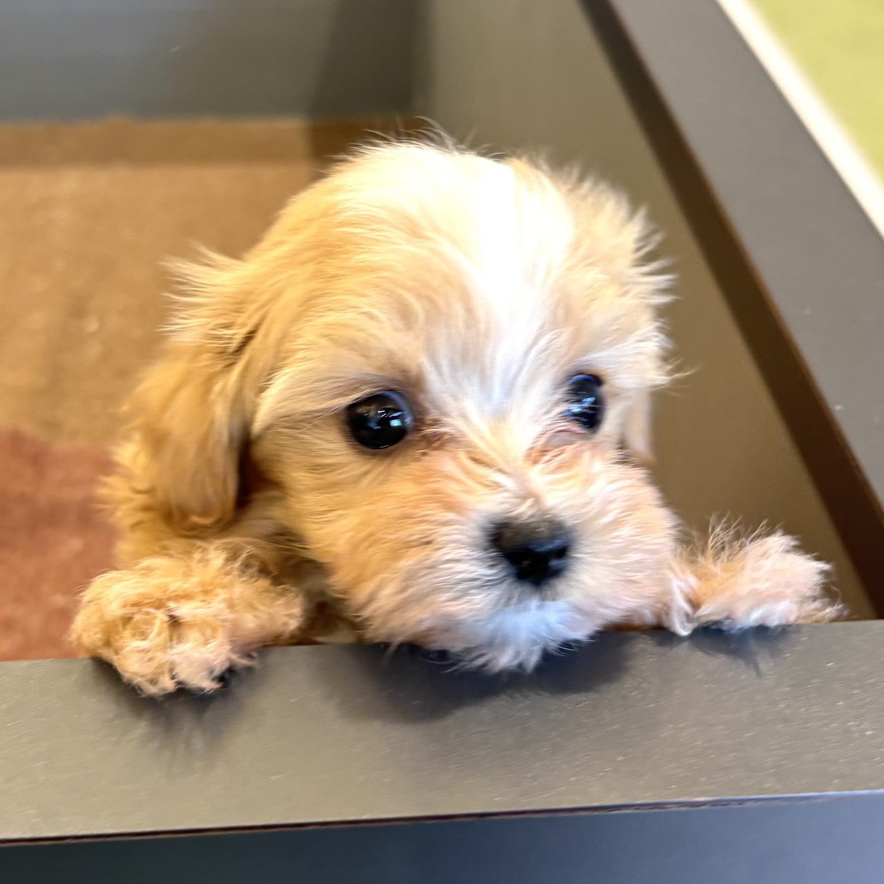 愛知県のマルプー(マルチーズ×プードル) (犬の家＆猫の里春日井本店/2025年12月23日生まれ/男の子/アプリコットホワイト)の子犬の4枚目の画像