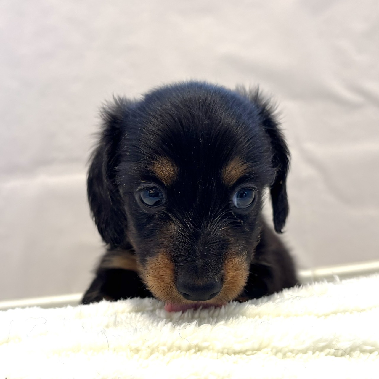 愛知県のミニチュアダックスフンド(ロング) (犬の家＆猫の里春日井本店/2025年12月22日生まれ/男の子/ブラックタン)の子犬の4枚目の画像