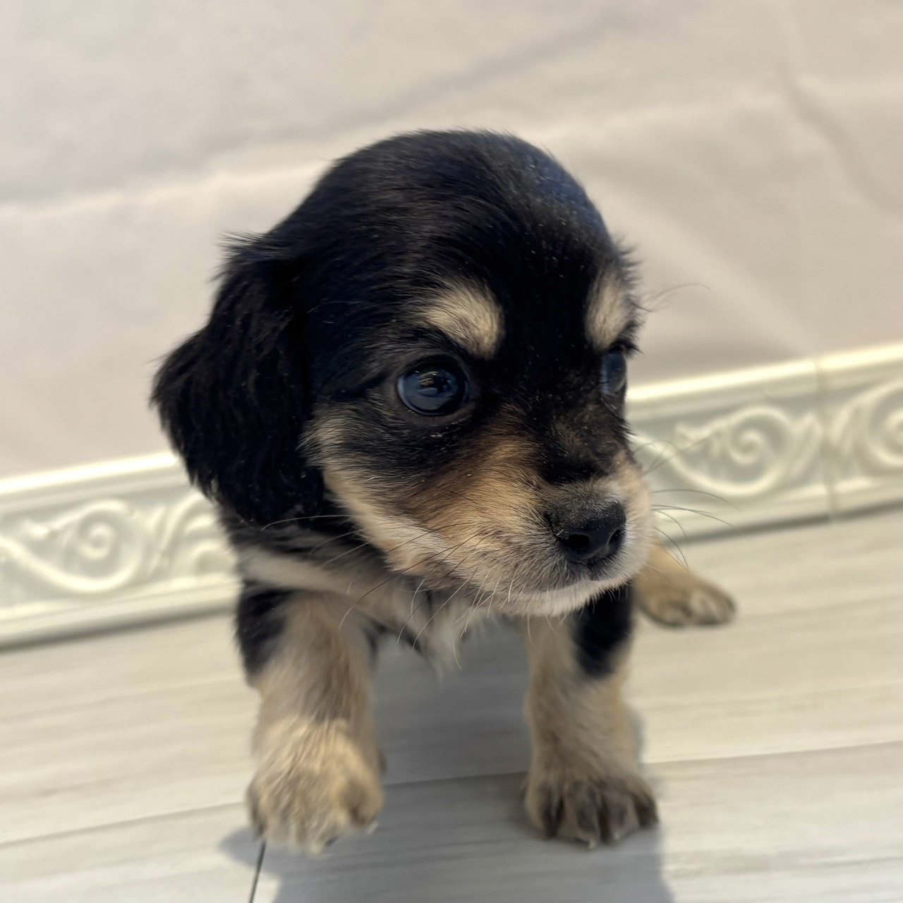 愛知県のチワックス(チワワ×ダックス) (犬の家＆猫の里春日井本店/2025年12月22日生まれ/男の子/ブラックイエロー)の子犬の4枚目の画像