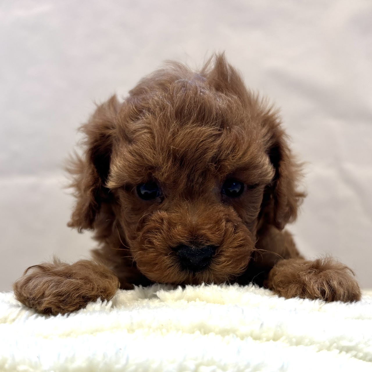 愛知県のトイプードル(トイ) (犬の家＆猫の里春日井本店/2025年12月20日生まれ/男の子/レッドフォーン)の子犬の4枚目の画像