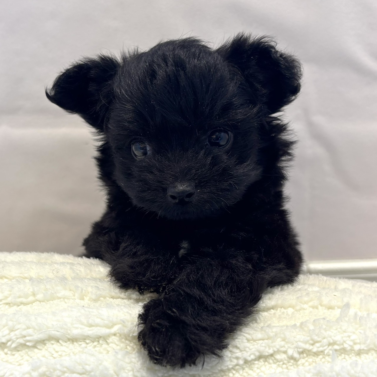 愛知県のチワプー/プーチー(チワワ×プードル) (犬の家＆猫の里春日井本店/2025年12月23日生まれ/女の子/ブラックホワイト)の子犬の4枚目の画像