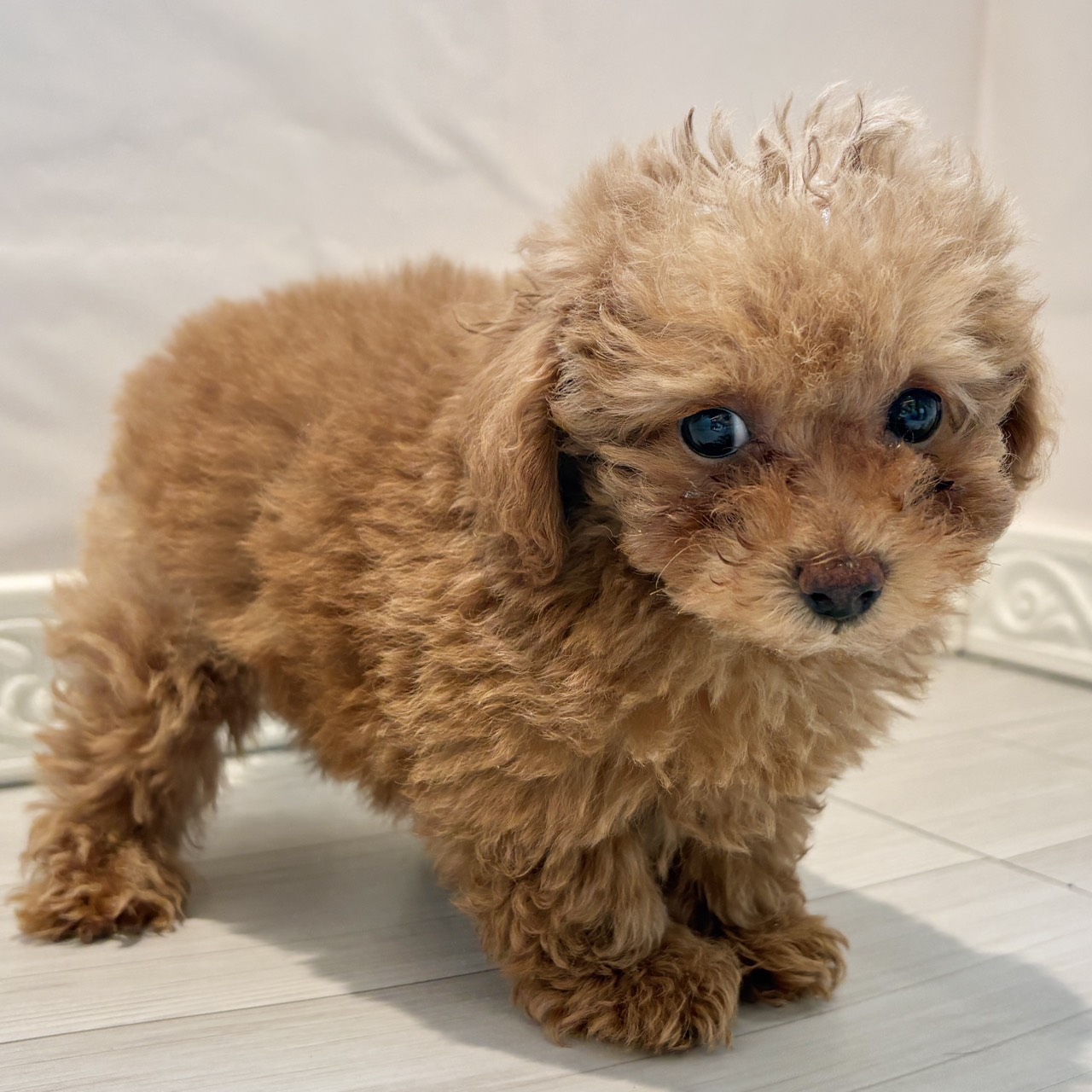 愛知県のトイプードル(トイ) (犬の家＆猫の里春日井本店/2025年12月31日生まれ/女の子/レッドフォーン)の子犬の4枚目の画像