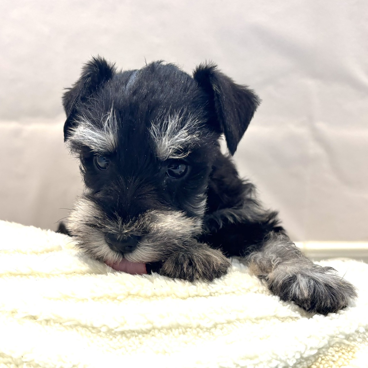 愛知県のミニチュアシュナウザー (犬の家＆猫の里春日井本店/2026年1月7日生まれ/女の子/ブラックシルバー)の子犬の4枚目の画像