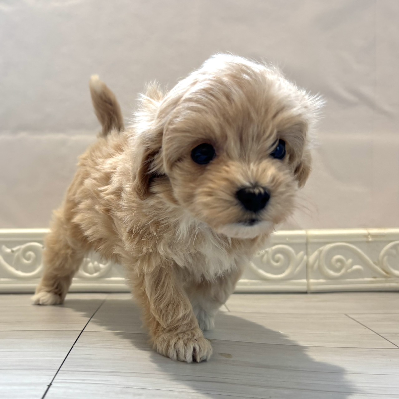 愛知県のマルプー(マルチーズ×プードル) (犬の家＆猫の里春日井本店/2026年1月7日生まれ/女の子/アプリコット)の子犬の4枚目の画像