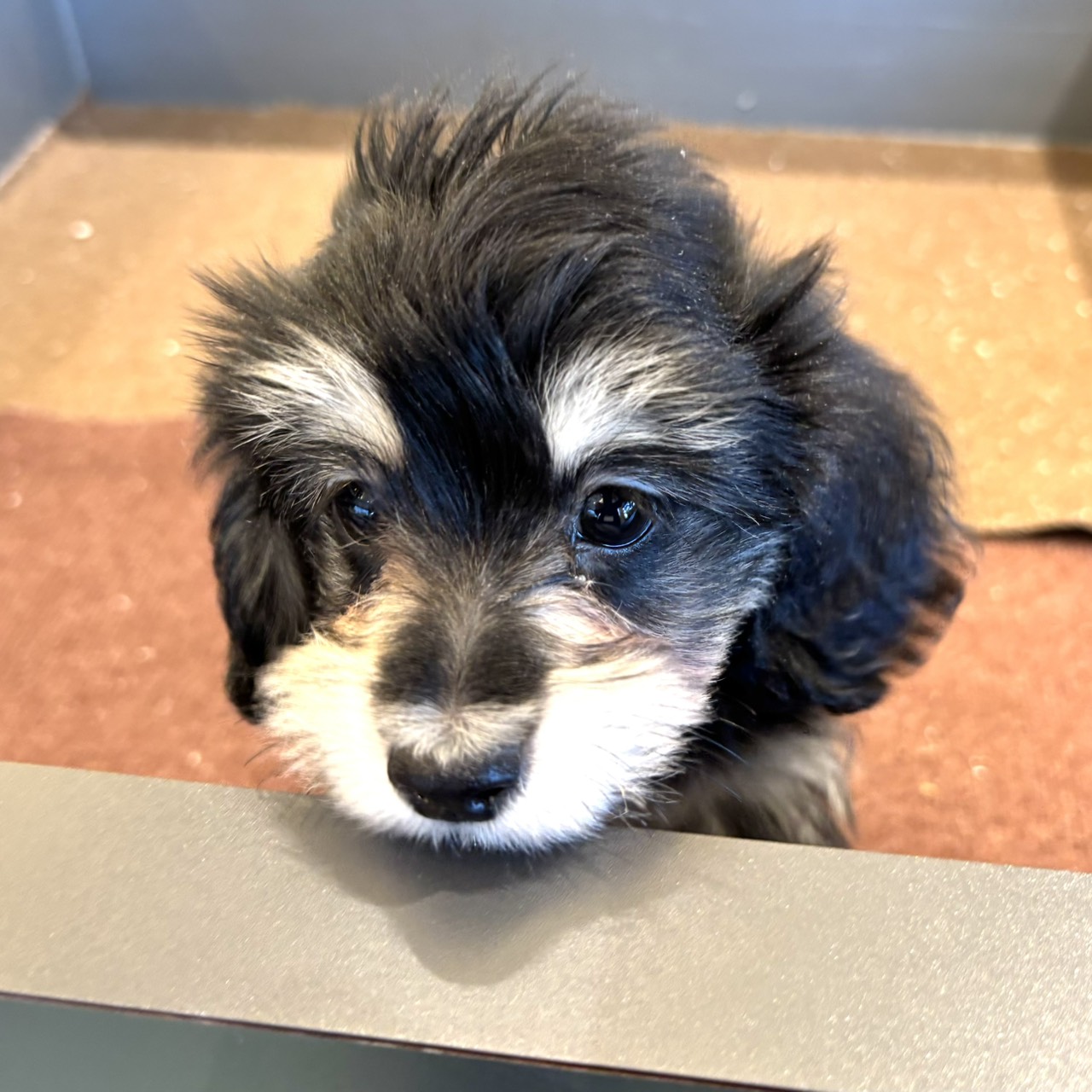 愛知県のマルックス(マルチーズ×ダックス) (犬の家＆猫の里春日井本店/2026年1月5日生まれ/男の子/ブラッククリーム)の子犬の4枚目の画像