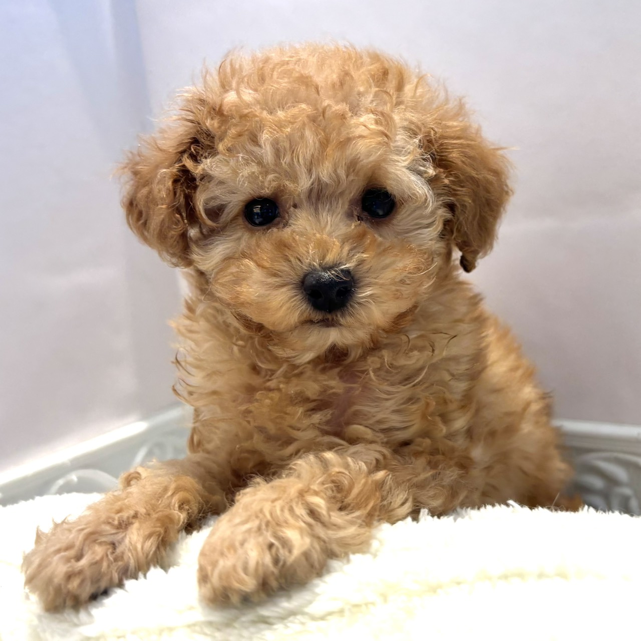 愛知県のトイプードル(トイ) (犬の家＆猫の里春日井本店/2026年1月7日生まれ/男の子/アプリコット)の子犬の4枚目の画像