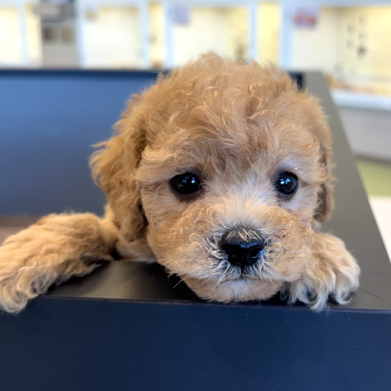 愛知県のビションプー(ビションフリーゼ×プードル) (犬の家＆猫の里春日井本店/2026年2月2日生まれ/女の子/アプリコット)の子犬の4枚目の画像