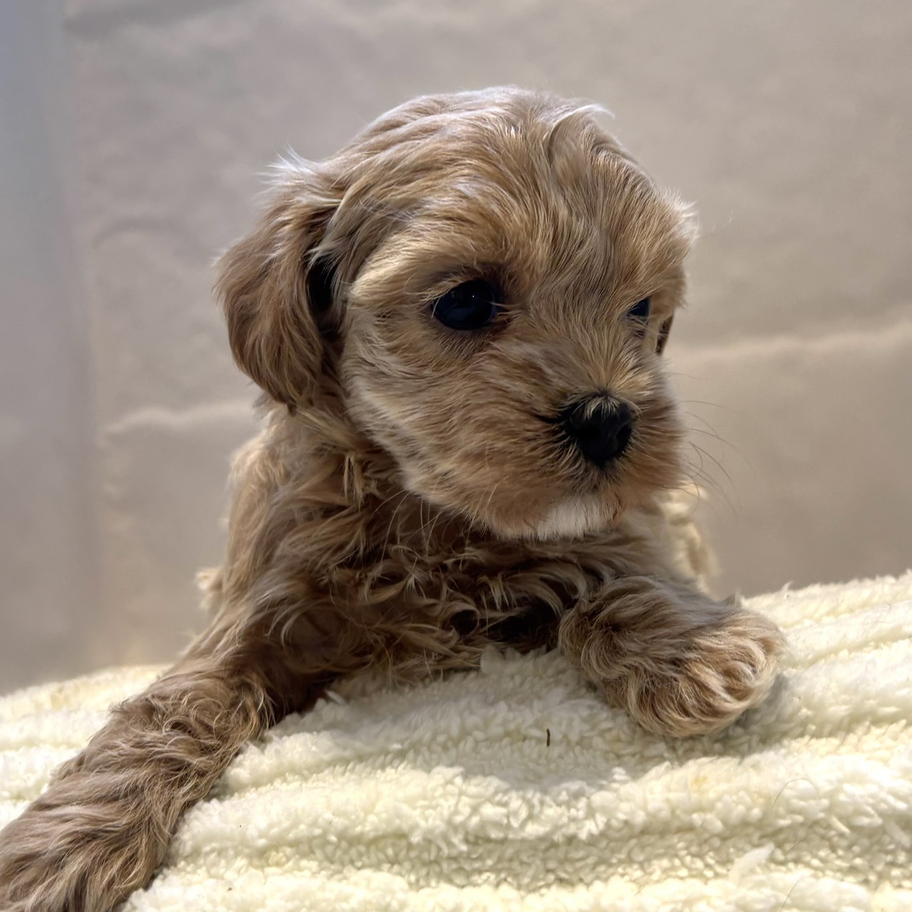 愛知県のマルプー(マルチーズ×プードル) (犬の家＆猫の里春日井本店/2026年2月2日生まれ/女の子/クリーム)の子犬の4枚目の画像