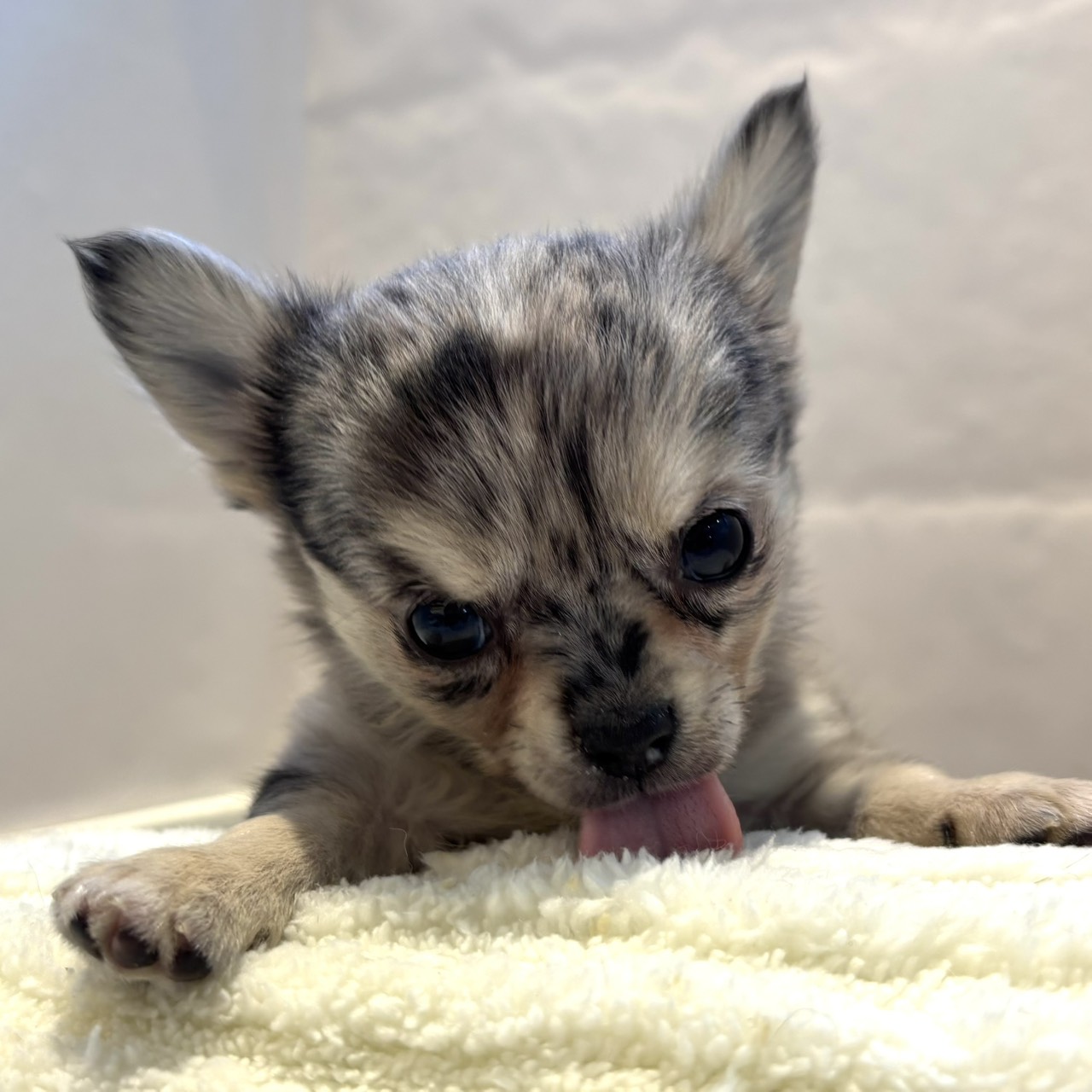 愛知県のチワワ(ロング) (犬の家＆猫の里春日井本店/2026年2月1日生まれ/女の子/ブルーマール&タン)の子犬の4枚目の画像