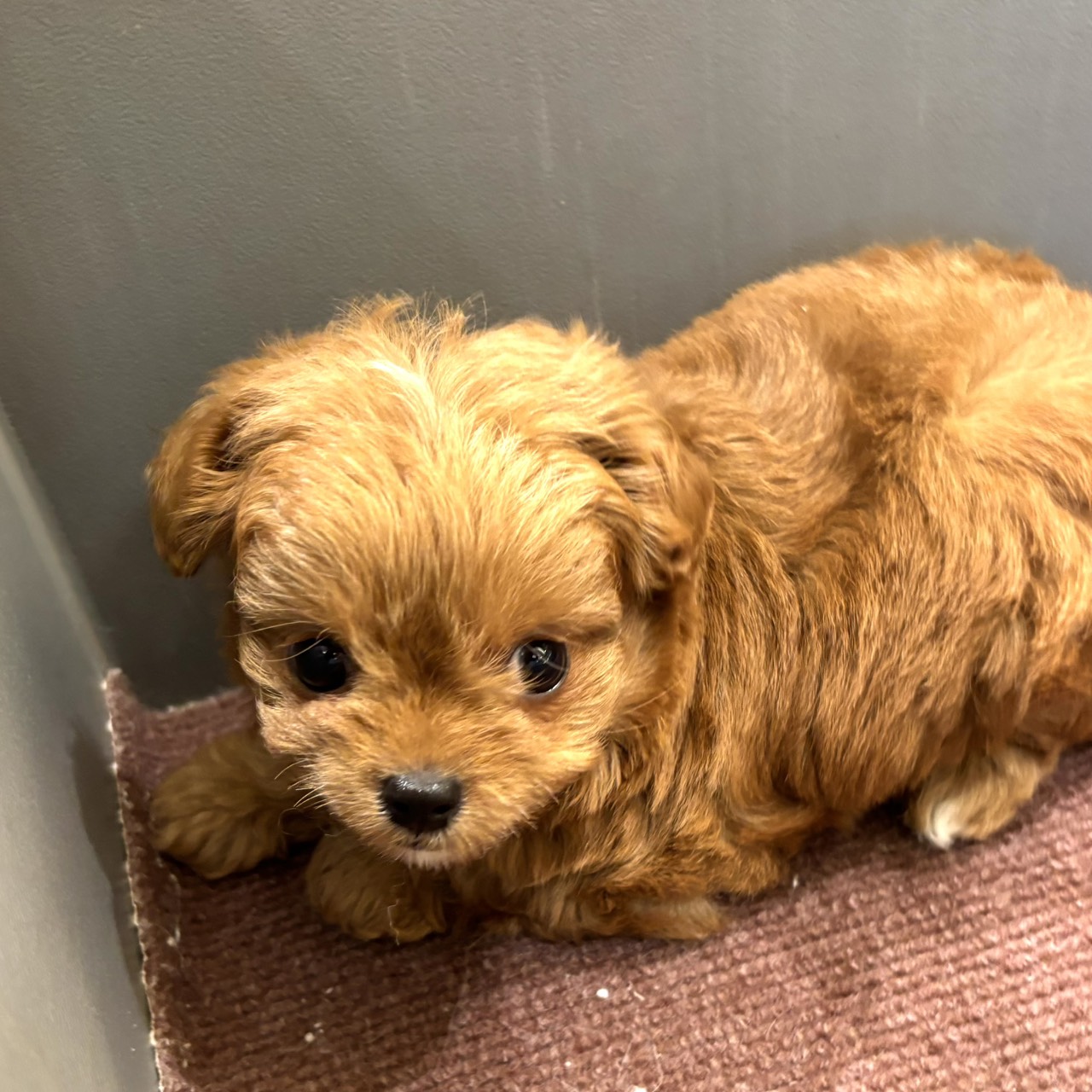 愛知県のチワプー/プーチー(チワワ×プードル) (犬の家＆猫の里春日井本店/2026年2月10日生まれ/男の子/レッド)の子犬の4枚目の画像