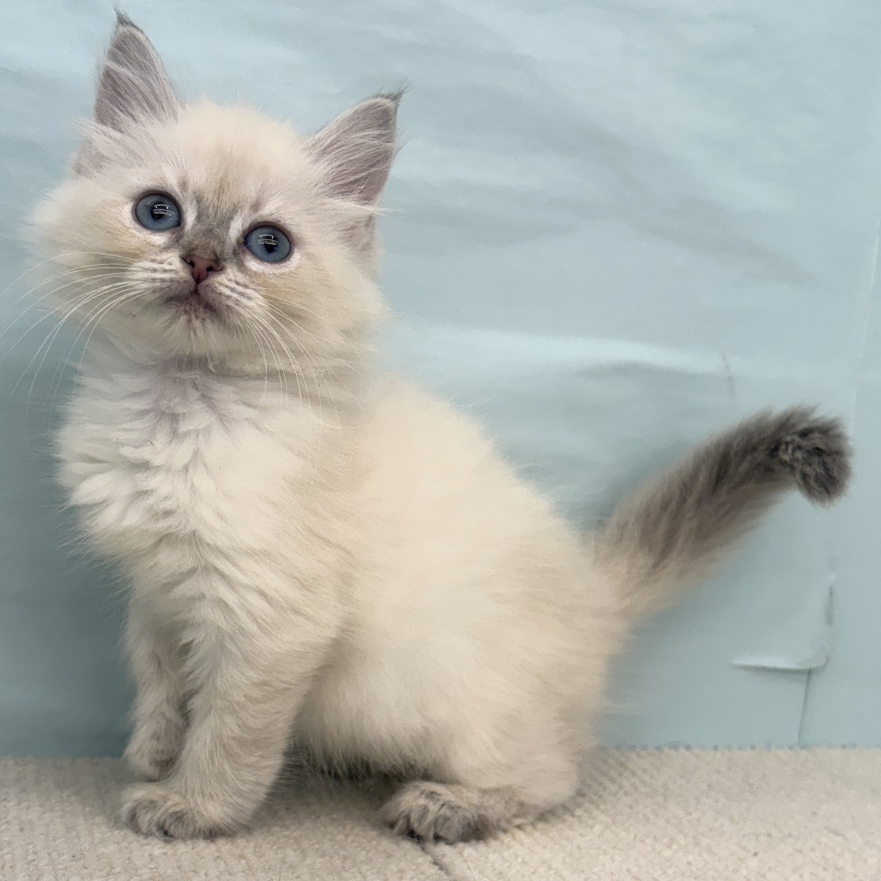 愛知県のネヴァマスカレード (犬の家＆猫の里春日井本店/2025年9月5日生まれ/女の子/ブルーリンクスポイントホワイト)の子猫の4枚目の画像