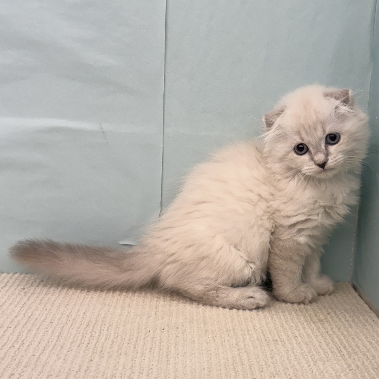 愛知県のスコティッシュフォールド (犬の家＆猫の里春日井本店/2025年9月5日生まれ/男の子/ブルーリンクスポイント)の子猫の4枚目の画像