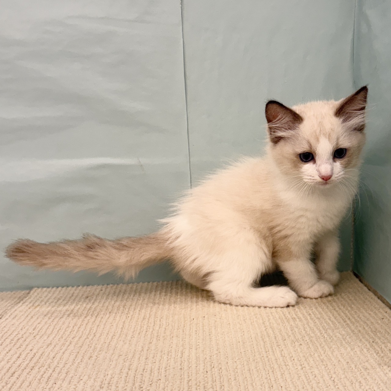 愛知県のラグドール (犬の家＆猫の里春日井本店/2025年9月5日生まれ/男の子/シールポイントバイカラー)の子猫の4枚目の画像