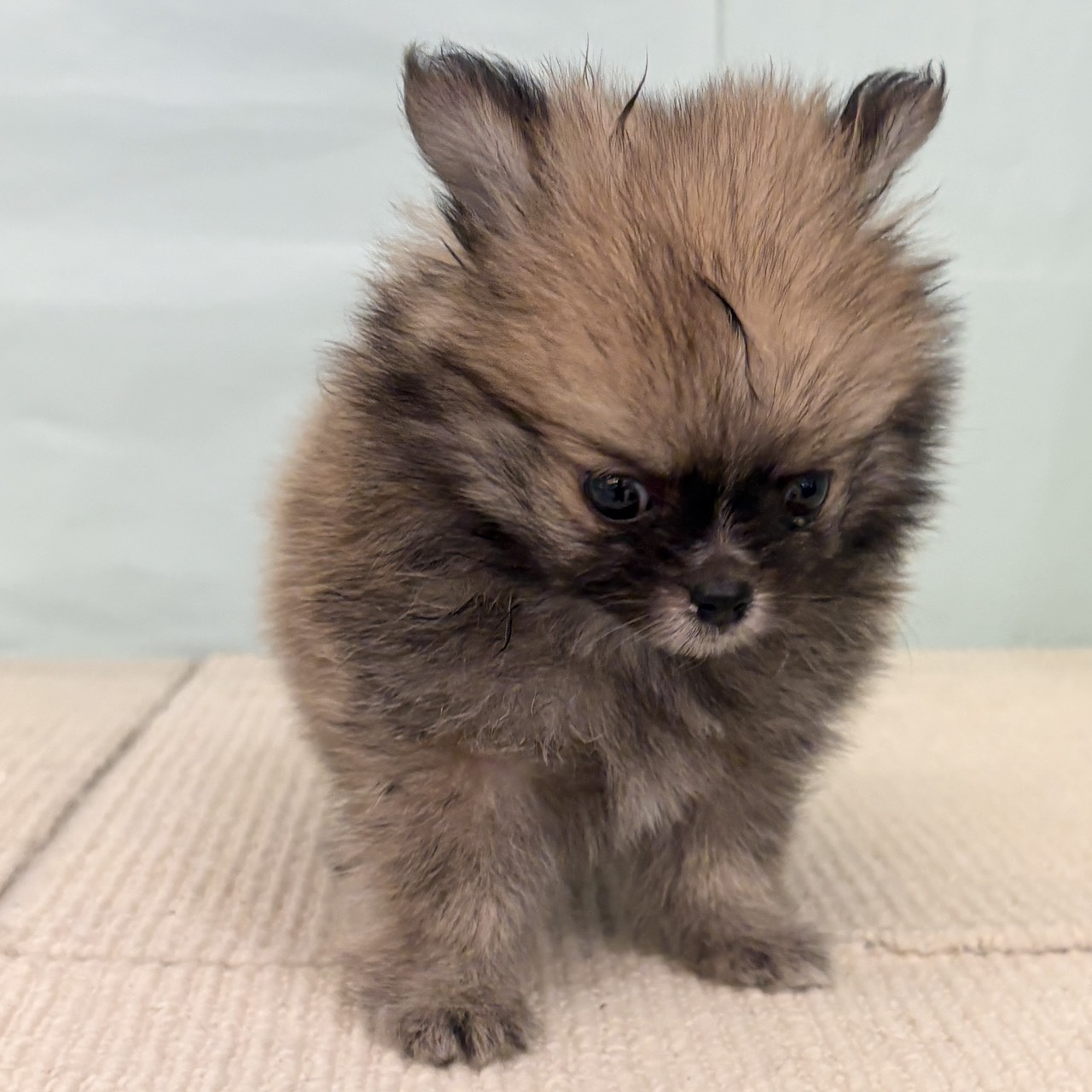 愛知県のポメチワ/チワポメ/ポメチー(ポメラニアン×チワワ) (犬の家＆猫の里春日井本店/2025年9月8日生まれ/男の子/オレンジ)の子犬の4枚目の画像