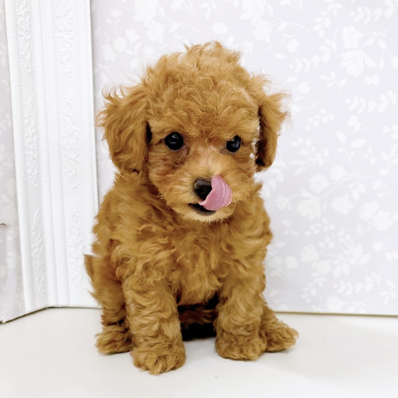 富山県のトイプードル(トイ) (犬の家＆猫の里アミーゴ高岡蓮花寺店/2026年6月12日生まれ/女の子/レッドフォーン)の子犬の4枚目の画像