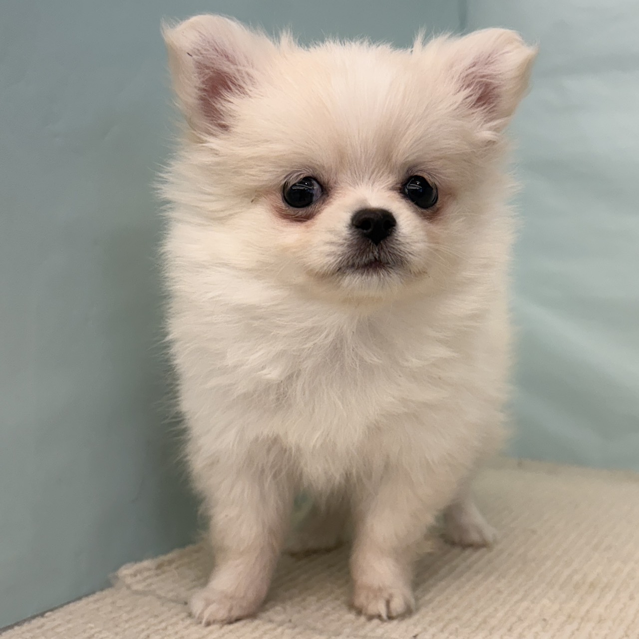 愛知県のポメチワ/チワポメ/ポメチー(ポメラニアン×チワワ) (犬の家＆猫の里春日井本店/2025年9月8日生まれ/女の子/クリーム)の子犬の4枚目の画像