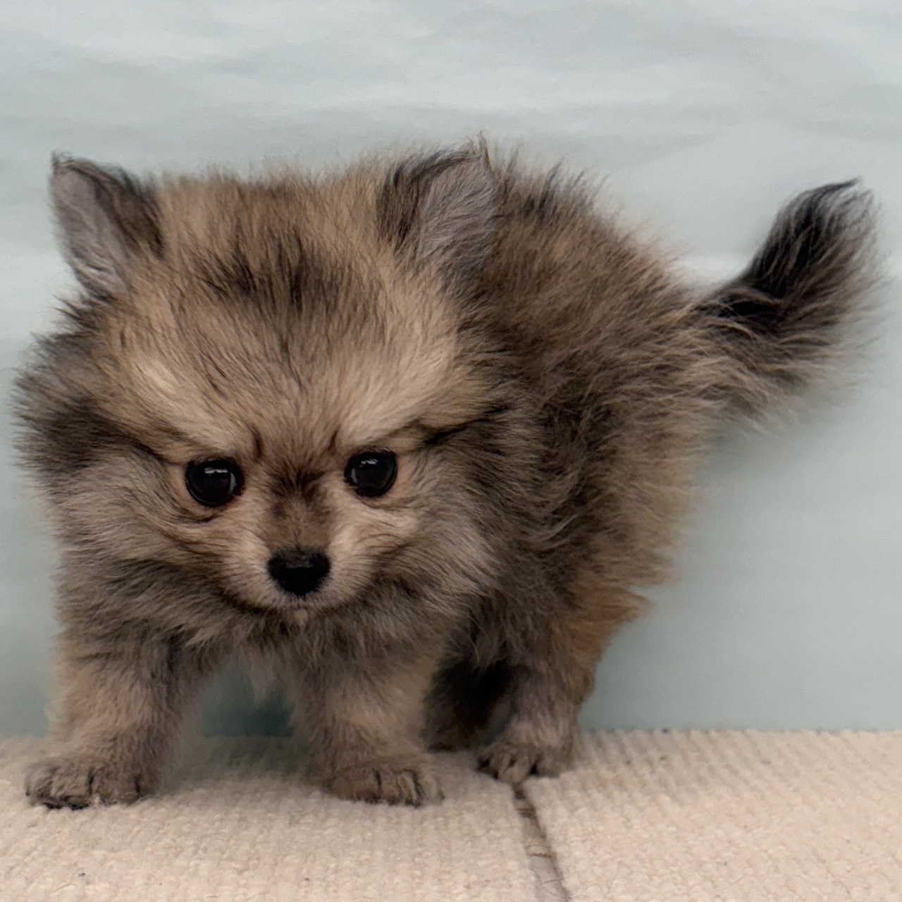 愛知県のポメチワ/チワポメ/ポメチー(ポメラニアン×チワワ) (犬の家＆猫の里春日井本店/2025年9月8日生まれ/男の子/フォーン)の子犬の4枚目の画像