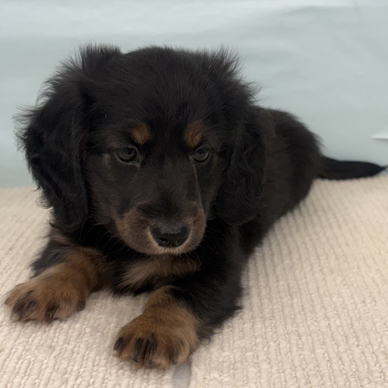 愛知県のミニチュアダックスフンド(ロング) (犬の家＆猫の里春日井本店/2025年9月9日生まれ/男の子/ブラックタン)の子犬の4枚目の画像