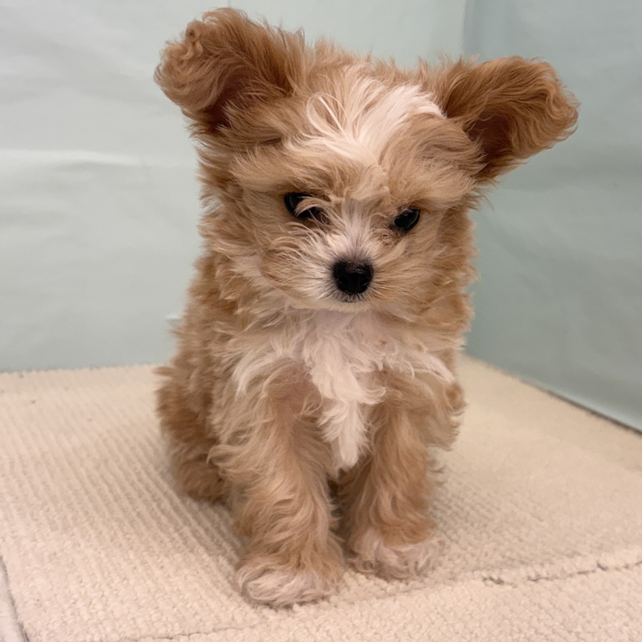 愛知県のチワプー/プーチー(チワワ×プードル) (犬の家＆猫の里春日井本店/2025年9月8日生まれ/男の子/アプリコットホワイト)の子犬の4枚目の画像
