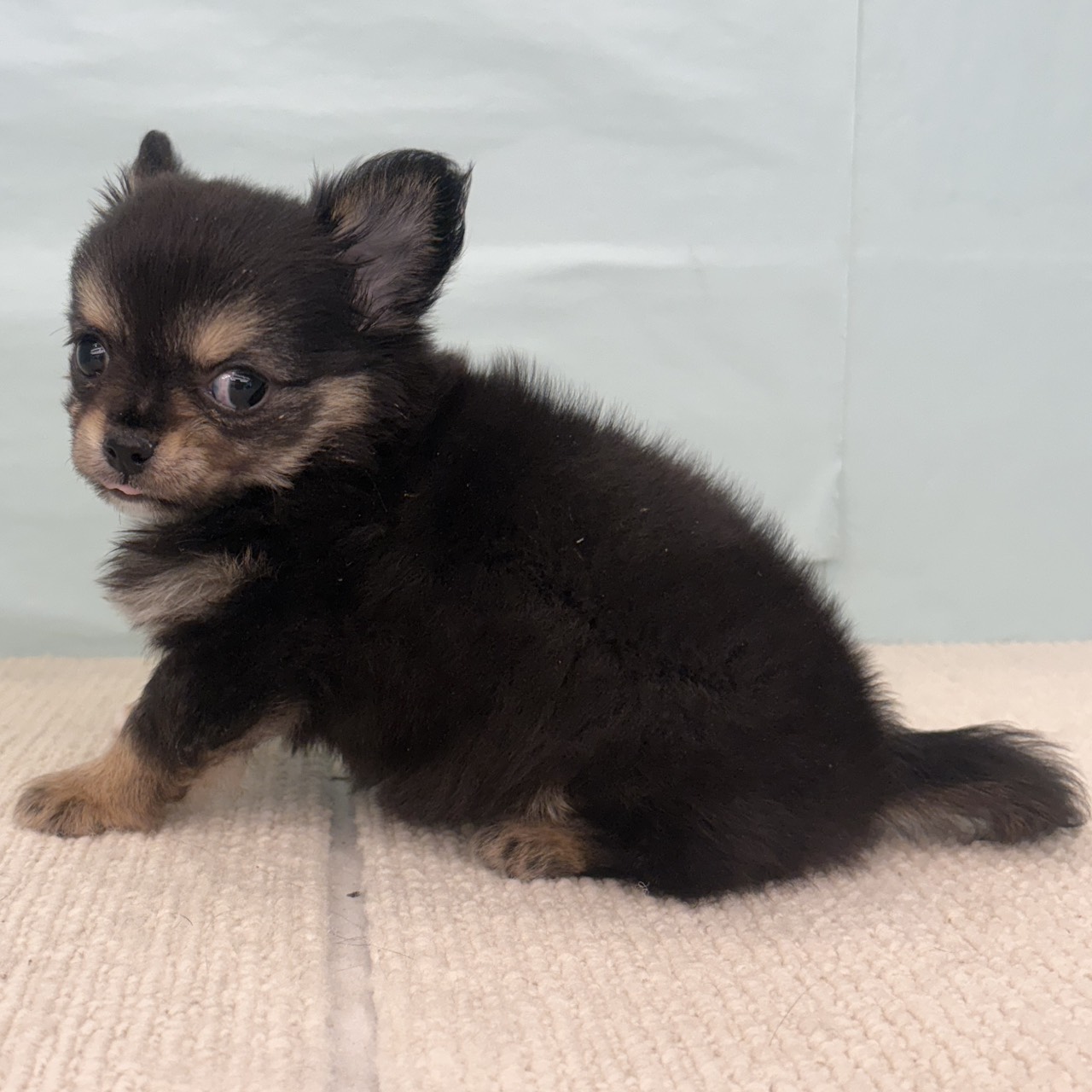 愛知県のチワワ(ロング) (犬の家＆猫の里春日井本店/2025年9月3日生まれ/男の子/ブラッククリーム)の子犬の4枚目の画像