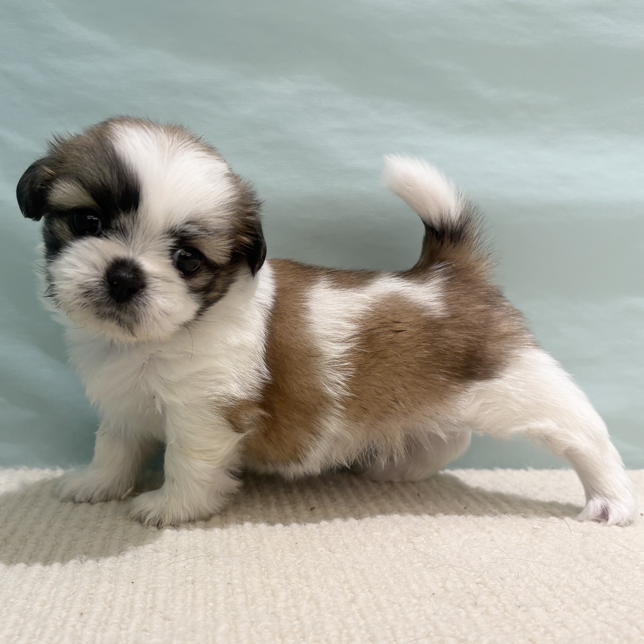 愛知県のシーズー (犬の家＆猫の里春日井本店/2025年9月12日生まれ/女の子/ゴールドホワイト)の子犬の4枚目の画像