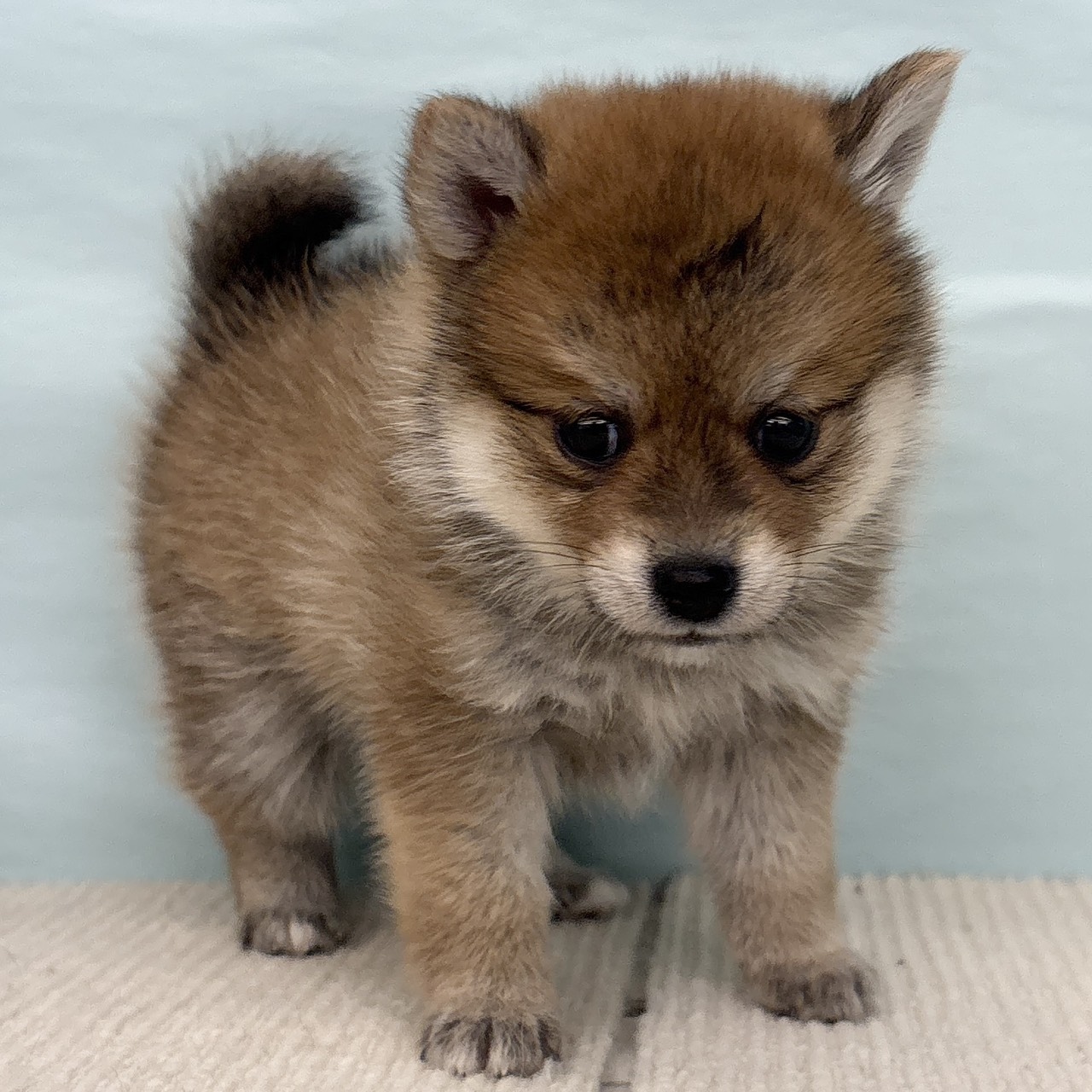 愛知県のポメ柴/豆ポメ/ポメ豆柴(ポメラニアン×柴犬) (犬の家＆猫の里春日井本店/2025年9月14日生まれ/女の子/赤)の子犬の4枚目の画像