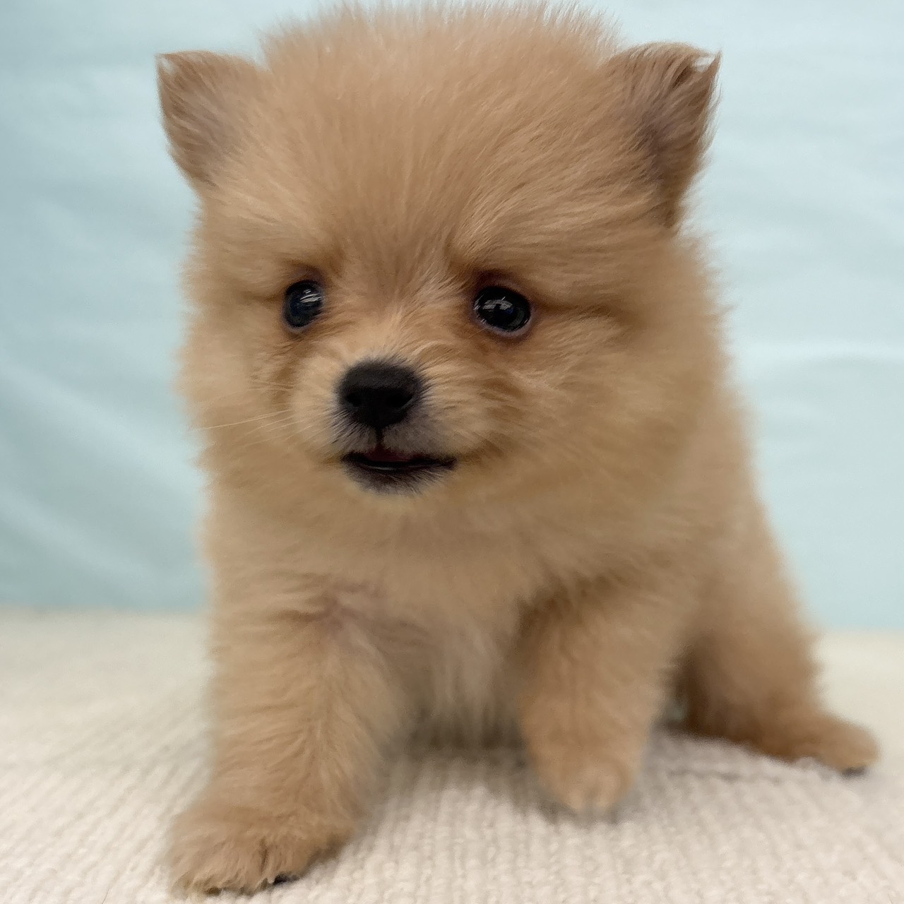 愛知県のポメラニアン (犬の家＆猫の里春日井本店/2025年9月15日生まれ/男の子/オレンジ)の子犬の4枚目の画像