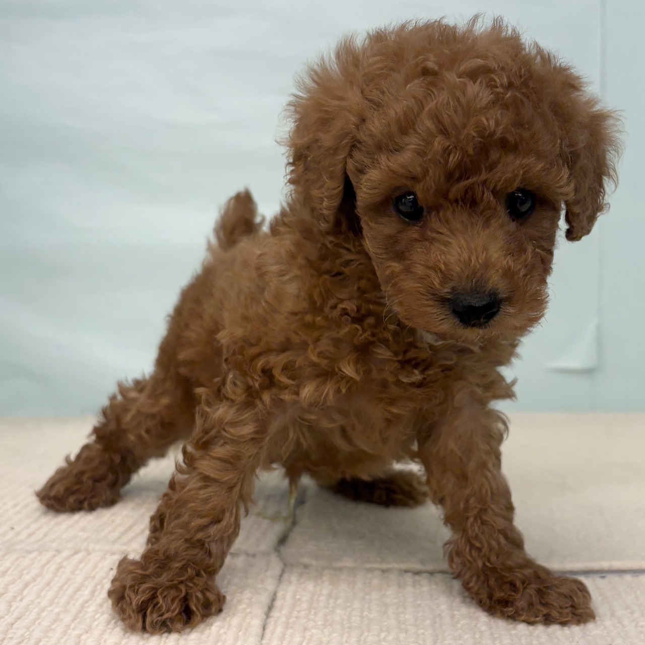 愛知県のトイプードル(トイ) (犬の家＆猫の里春日井本店/2025年9月15日生まれ/男の子/レッド)の子犬の4枚目の画像