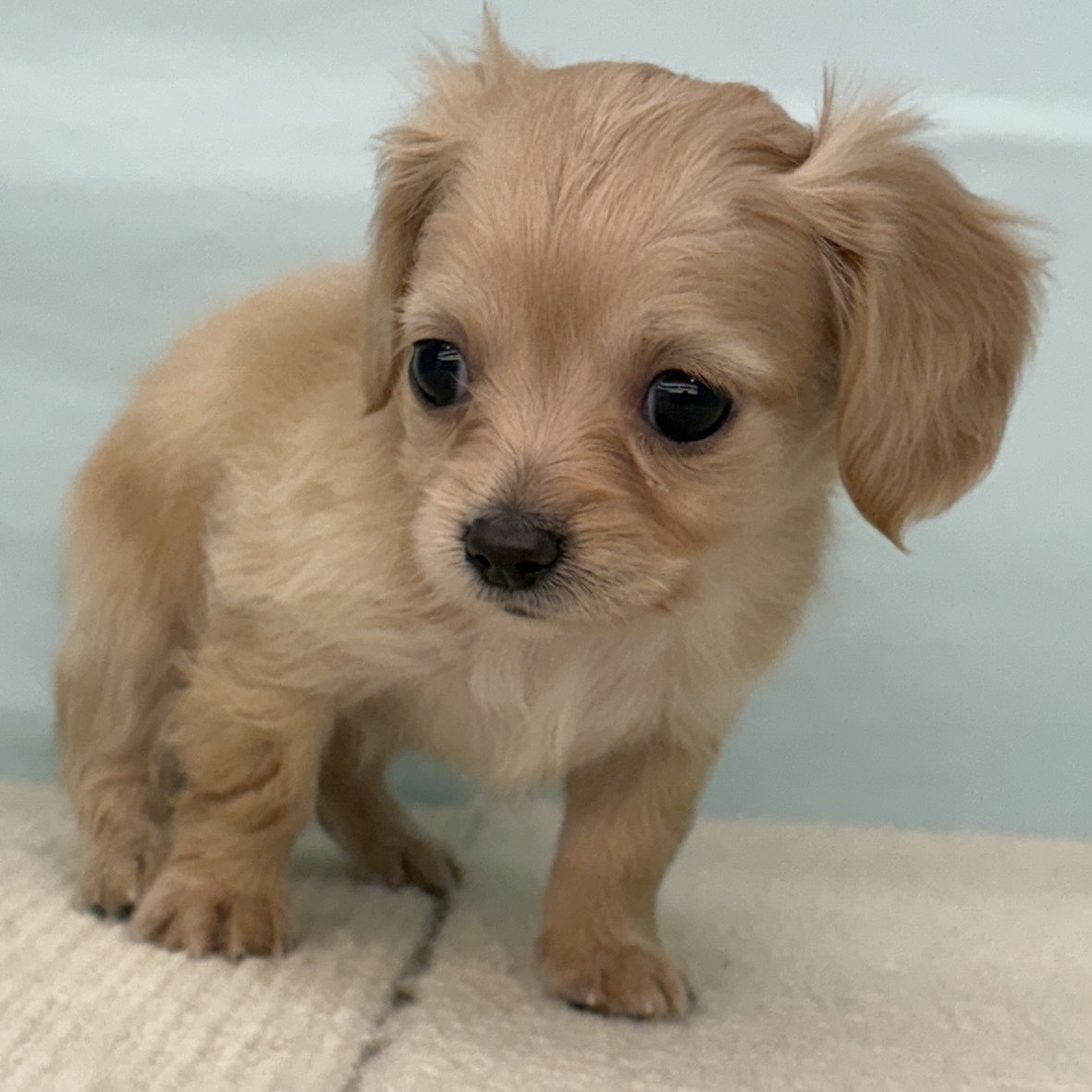 愛知県のチワックス(チワワ×ダックス) (犬の家＆猫の里春日井本店/2025年9月23日生まれ/女の子/イエロー)の子犬の4枚目の画像