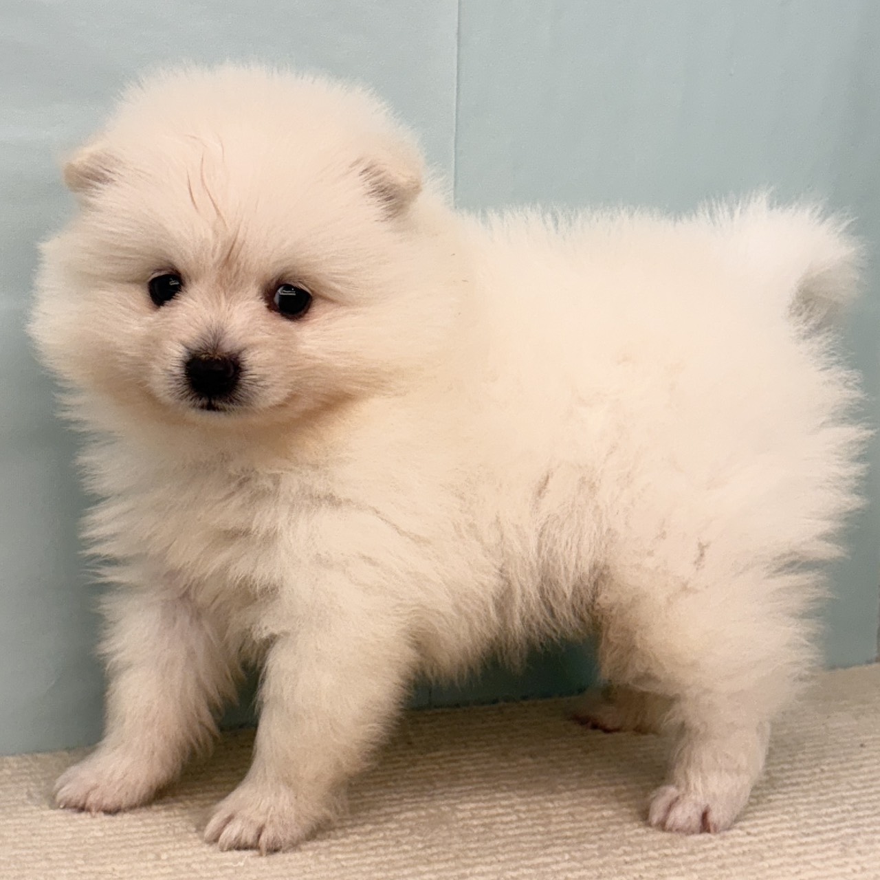 愛知県のポメラニアン (犬の家＆猫の里春日井本店/2025年9月22日生まれ/男の子/クリーム)の子犬の4枚目の画像
