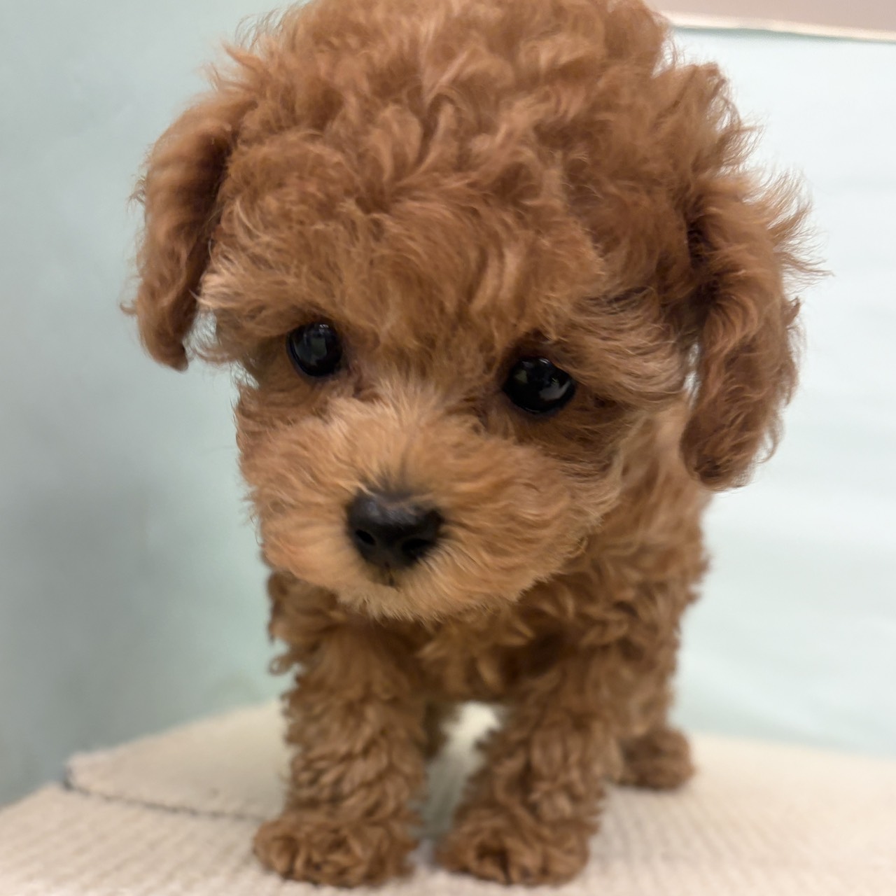 愛知県のトイプードル(タイニー) (犬の家＆猫の里春日井本店/2025年9月23日生まれ/女の子/レッドフォーン)の子犬の4枚目の画像