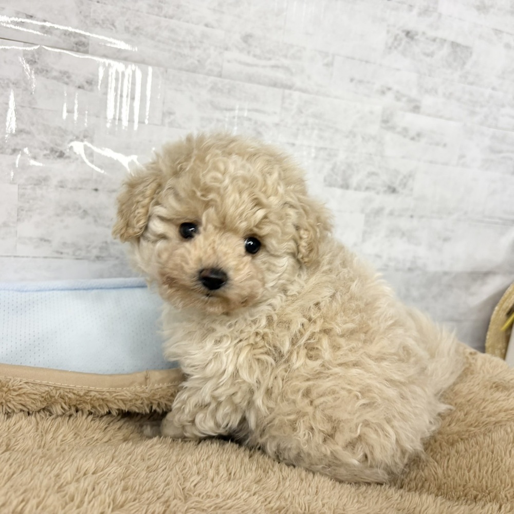 長野県のポメプー(ポメラニアン×プードル) (犬の家＆猫の里塩尻店/2025年10月30日生まれ/男の子/アプリコット)の子犬の4枚目の画像