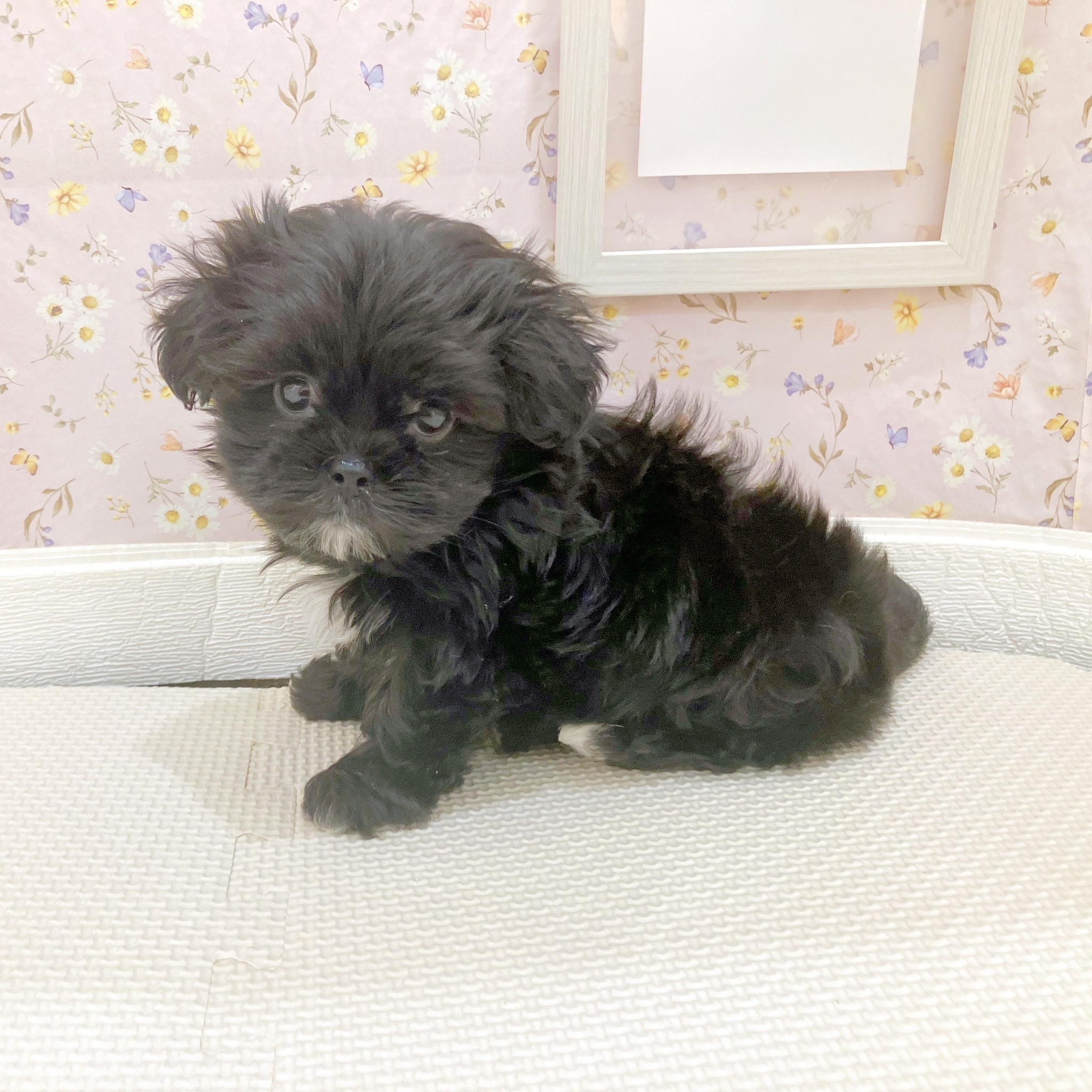 石川県のペキマル/マルペキ(ペキニーズ×マルチーズ) (犬の家＆猫の里金沢店/2025年10月20日生まれ/女の子/ブラックホワイト)の子犬の4枚目の画像