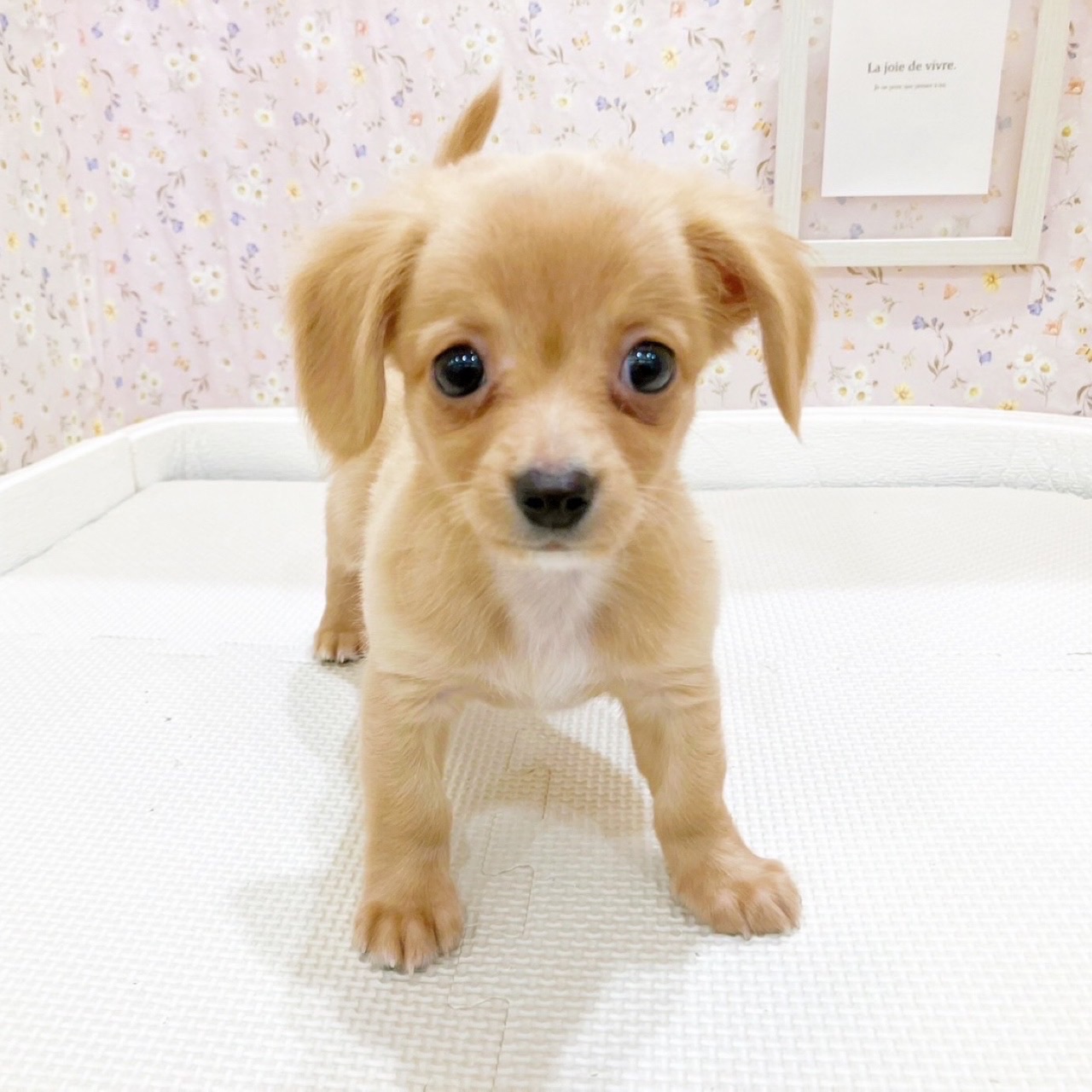 石川県のチワックス(チワワ×ダックス) (犬の家＆猫の里金沢店/2025年10月17日生まれ/男の子/ゴールド)の子犬の4枚目の画像