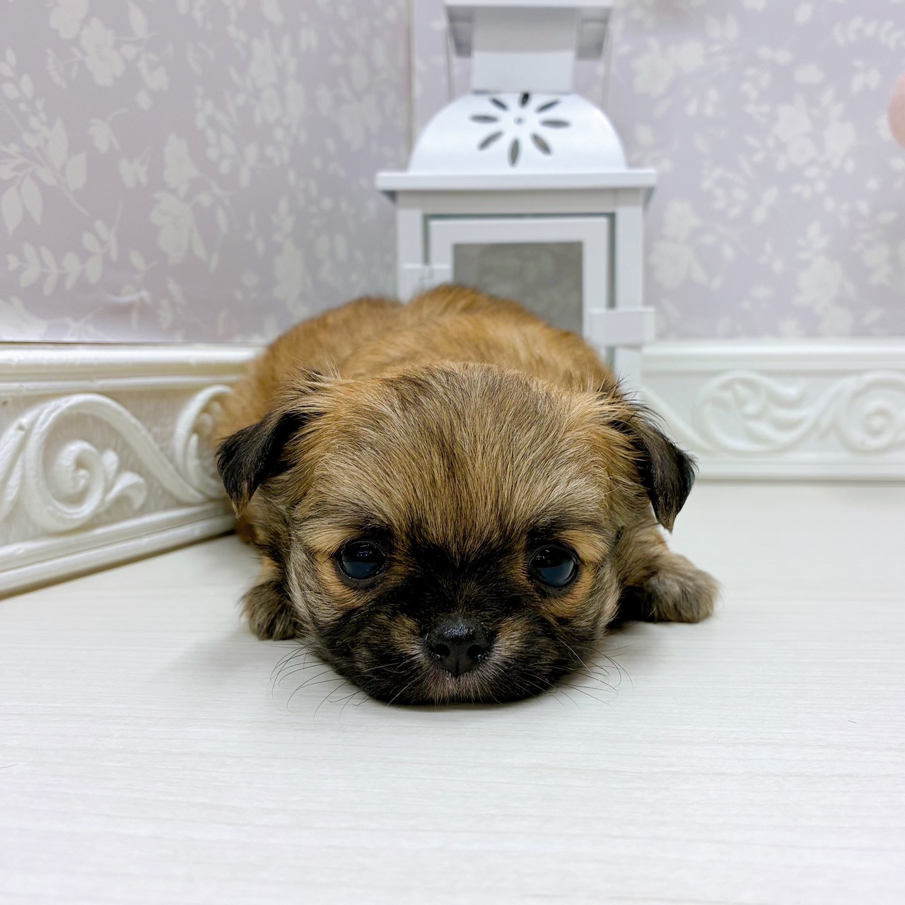 富山県のチワワ(ロング) (犬の家＆猫の里アミーゴ山室店/2025年10月7日生まれ/女の子/レッド)の子犬の4枚目の画像