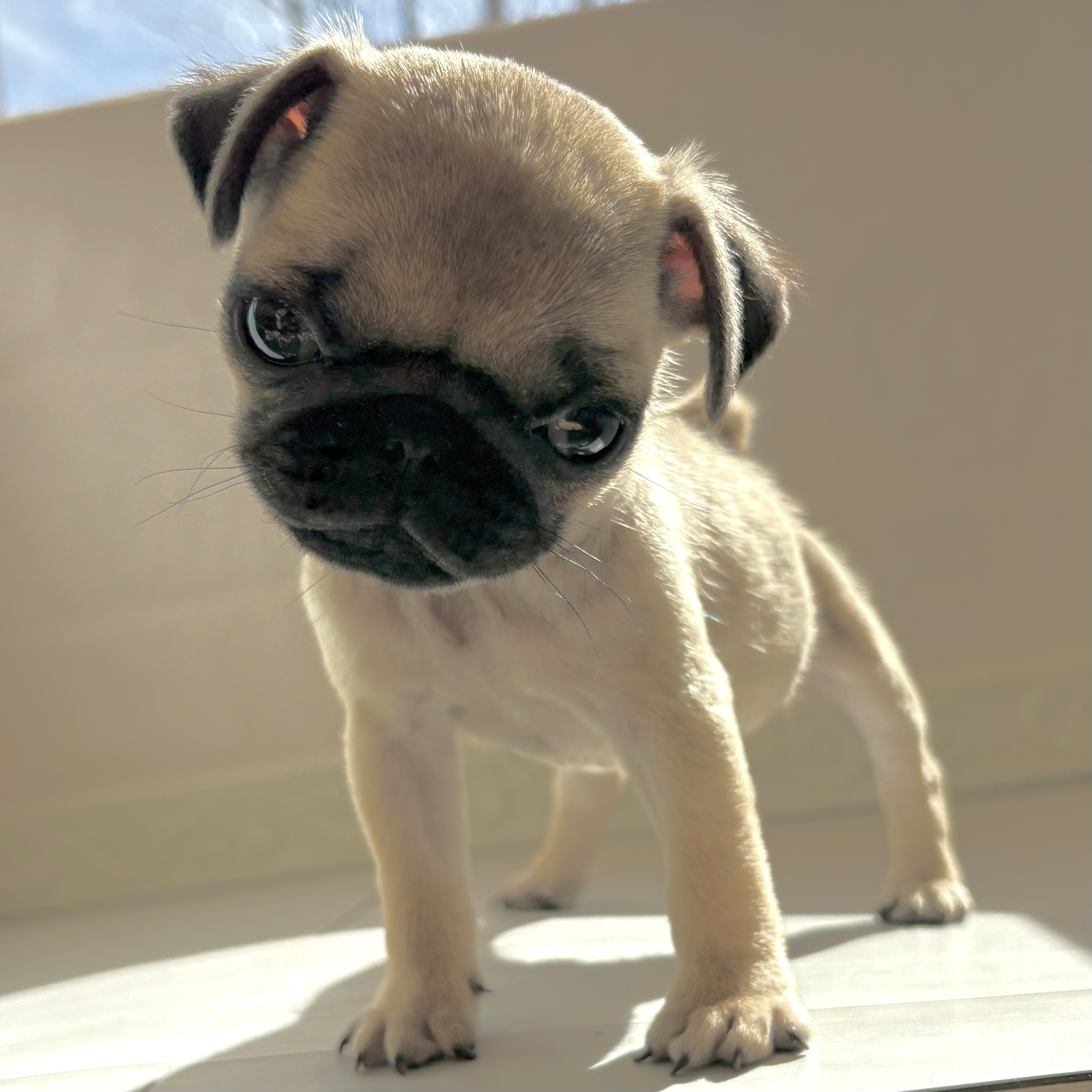 愛知県のパグ (犬の家＆猫の里春日井本店/2025年12月16日生まれ/女の子/フォーン)の子犬の4枚目の画像