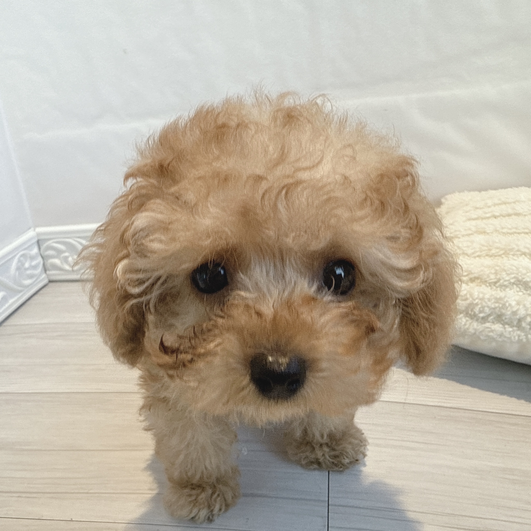 愛知県のトイプードル(ティーカップ) (犬の家＆猫の里春日井本店/2025年12月13日生まれ/女の子/オレンジフォーン)の子犬の4枚目の画像