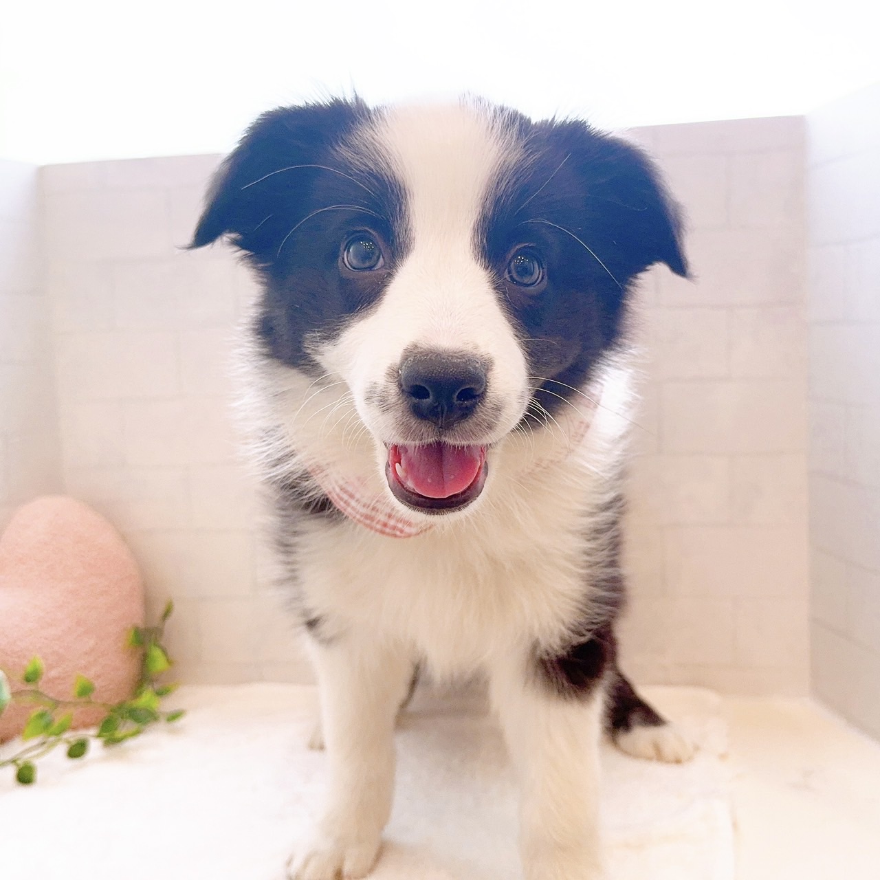 石川県のボーダーコリー (犬の家＆猫の里金沢店/2025年12月18日生まれ/女の子/ブラックホワイト)の子犬の4枚目の画像