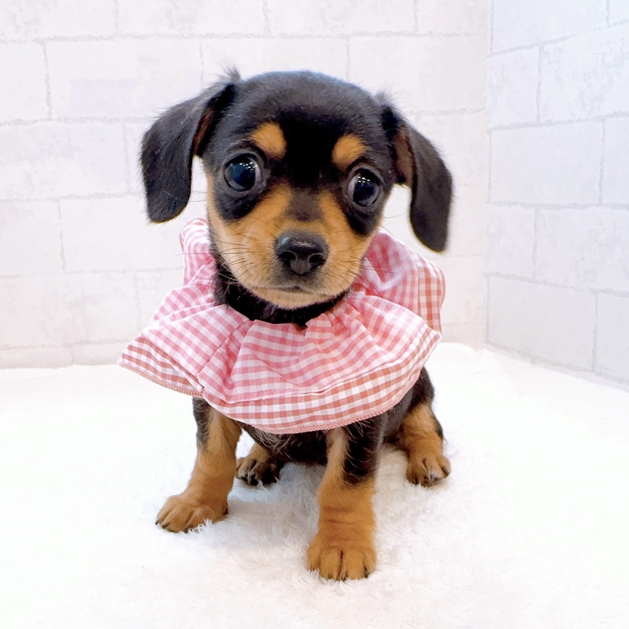 石川県のチワックス(チワワ×ダックス) (犬の家＆猫の里金沢店/2025年12月21日生まれ/女の子/ブラックタン)の子犬の4枚目の画像