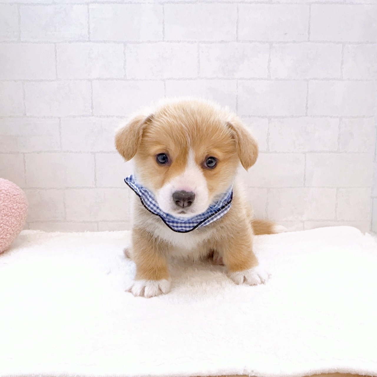 石川県のウェルシュコーギーペンブローク (犬の家＆猫の里金沢店/2025年12月22日生まれ/男の子/レッドホワイト)の子犬の4枚目の画像