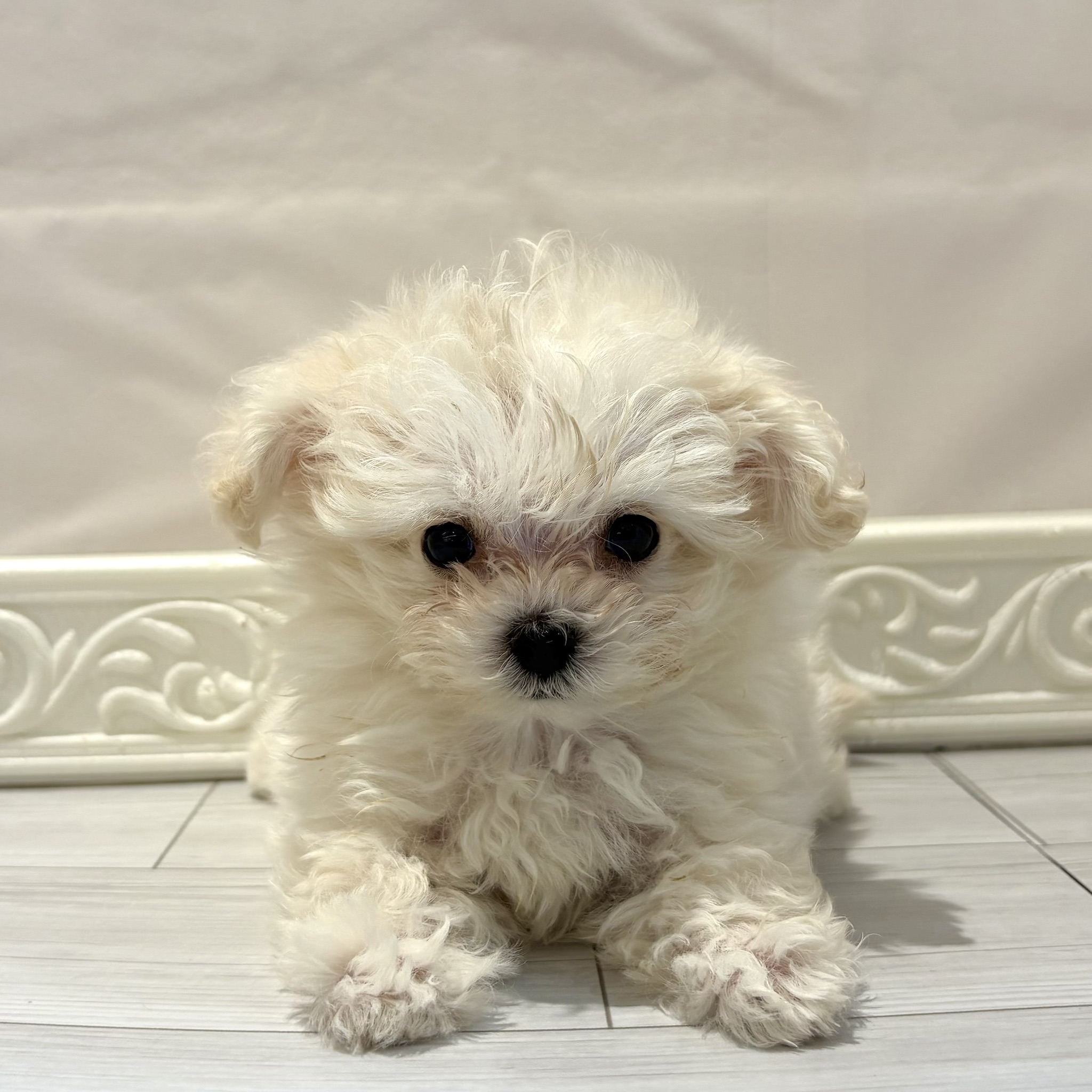 愛知県のマルプー(マルチーズ×プードル) (犬の家＆猫の里春日井本店/2026年1月7日生まれ/男の子/クリームホワイト)の子犬の4枚目の画像