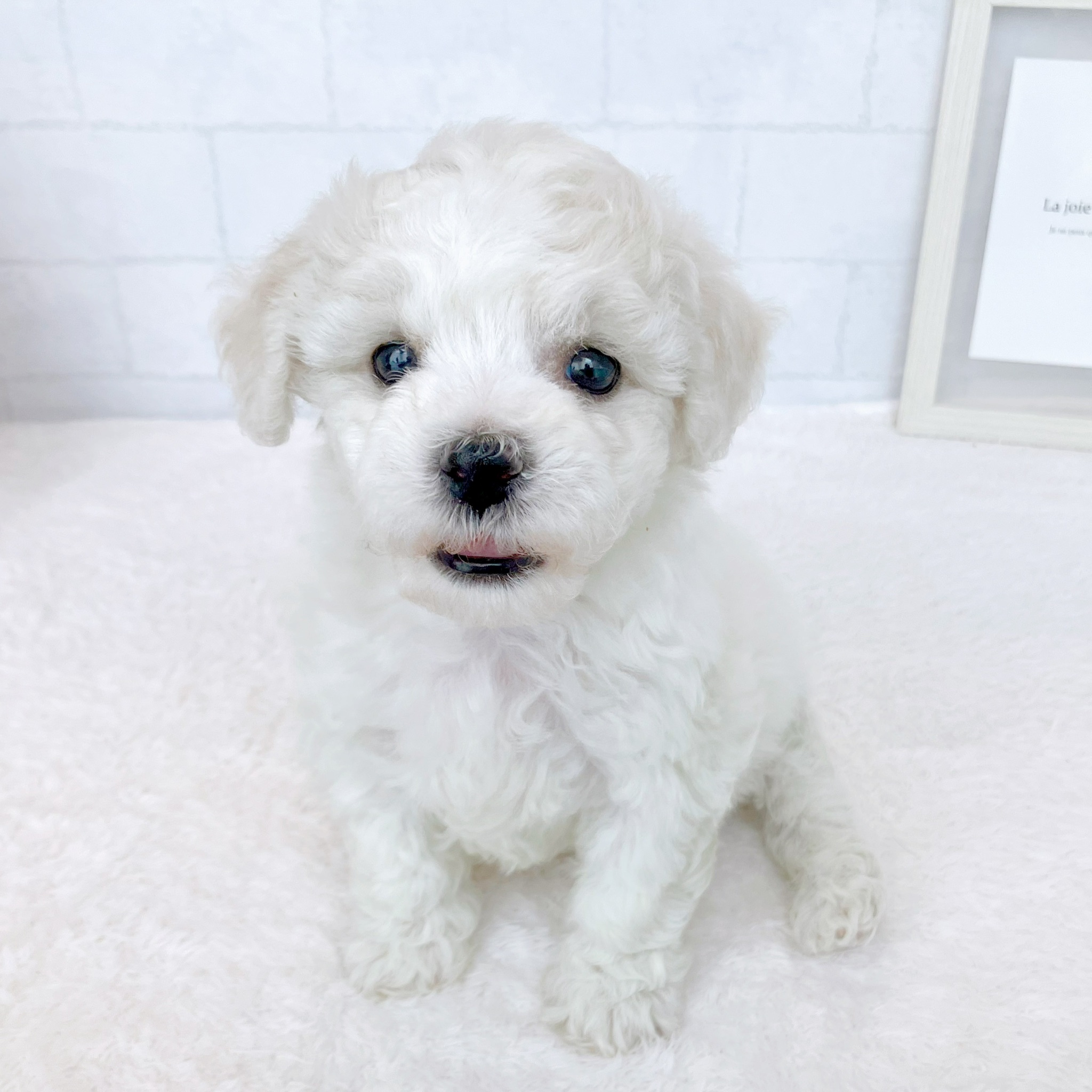 石川県のビションフリーゼ (犬の家＆猫の里金沢店/2026年1月13日生まれ/女の子/ホワイト)の子犬の4枚目の画像