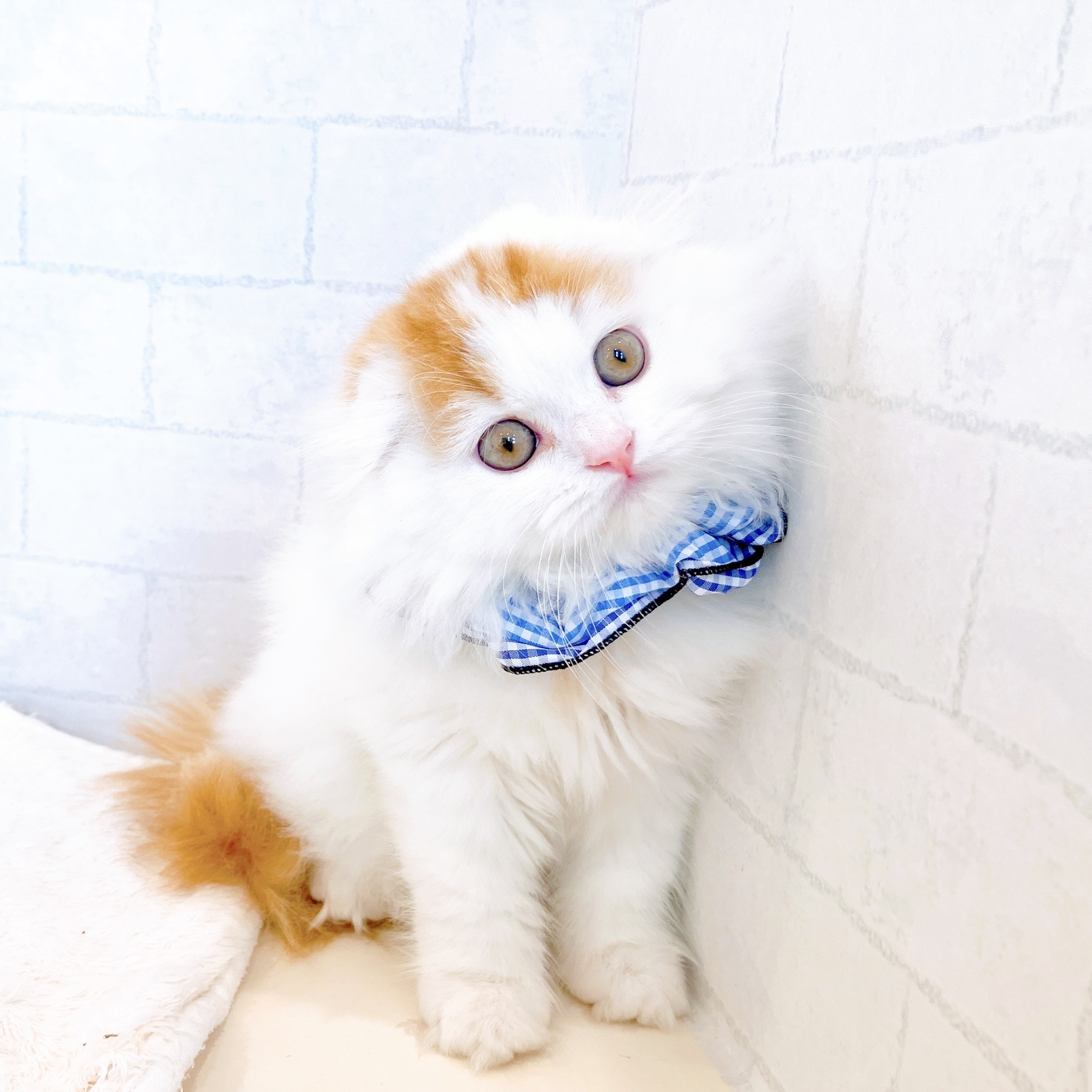 石川県のスコティッシュフォールド (犬の家＆猫の里金沢店/2026年1月18日生まれ/男の子/レッドタビーホワイト)の子猫の1枚目の画像