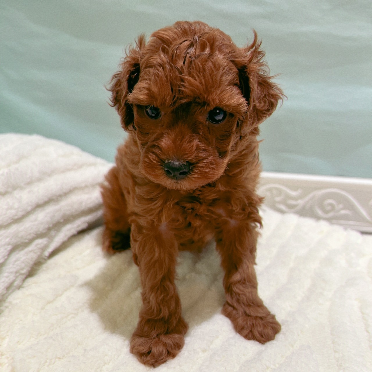 愛知県のトイプードル(トイ) (犬の家＆猫の里春日井本店/2025年9月30日生まれ/女の子/レッド)の子犬の4枚目の画像