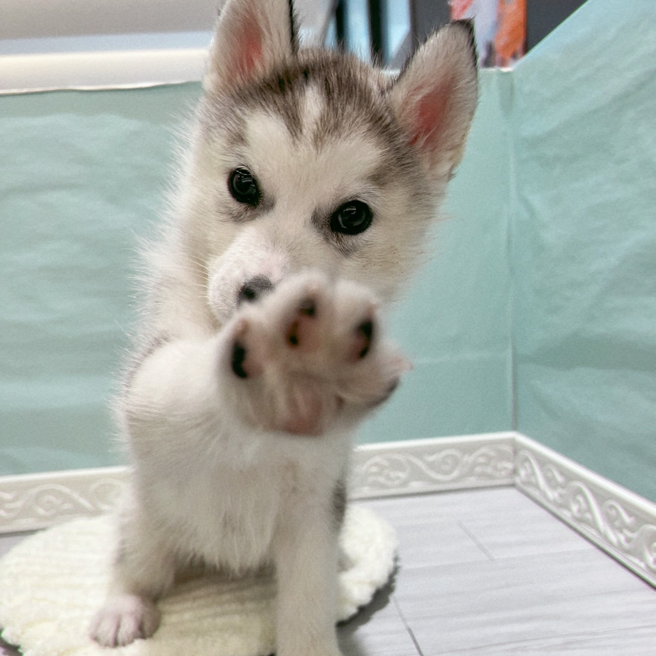 愛知県のシベリアンハスキー (犬の家＆猫の里春日井本店/2025年9月25日生まれ/女の子/シルバーホワイト)の子犬の4枚目の画像